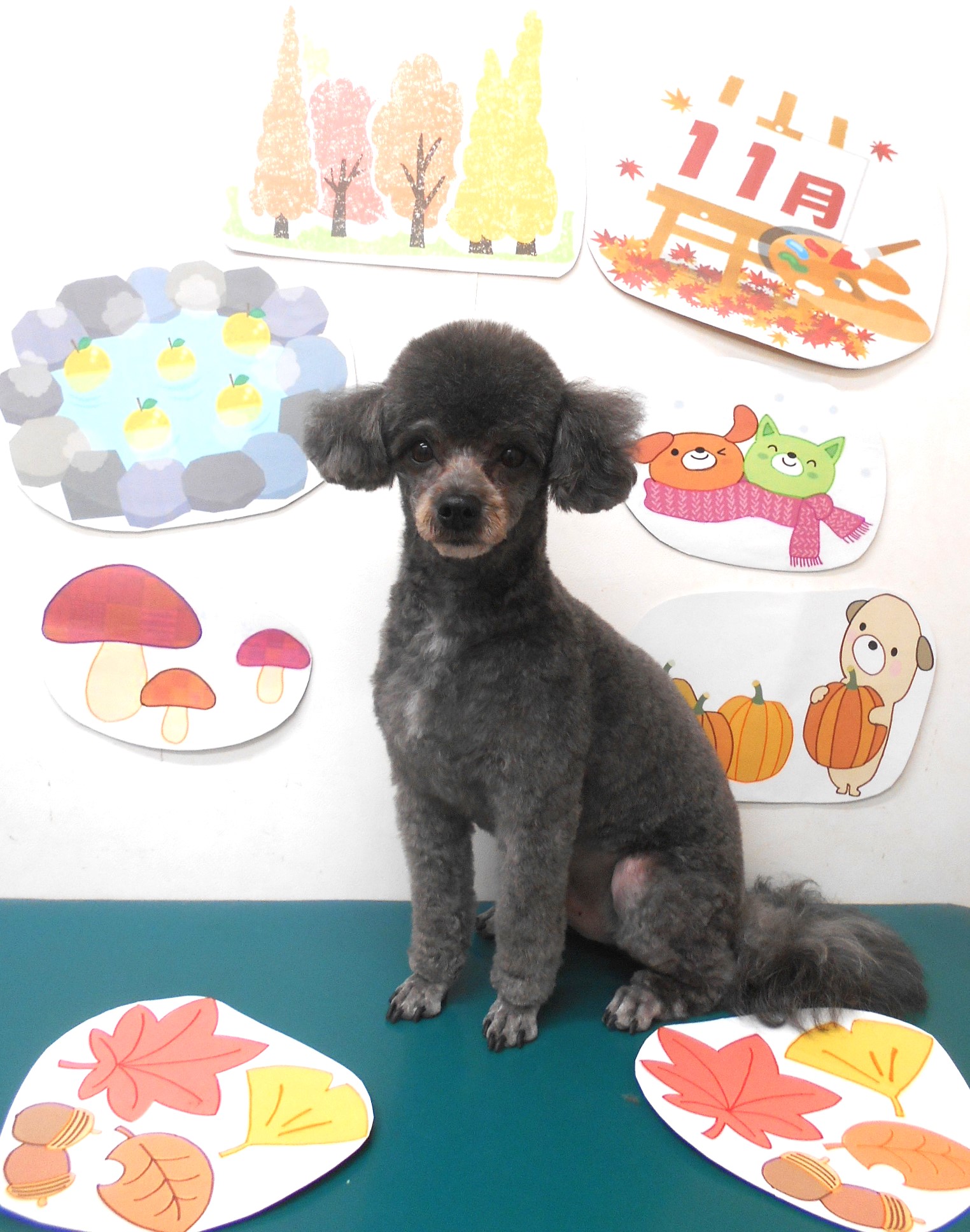 ミックス犬(その他)のトリミングカット シュシュどうぶつ病院の1枚目