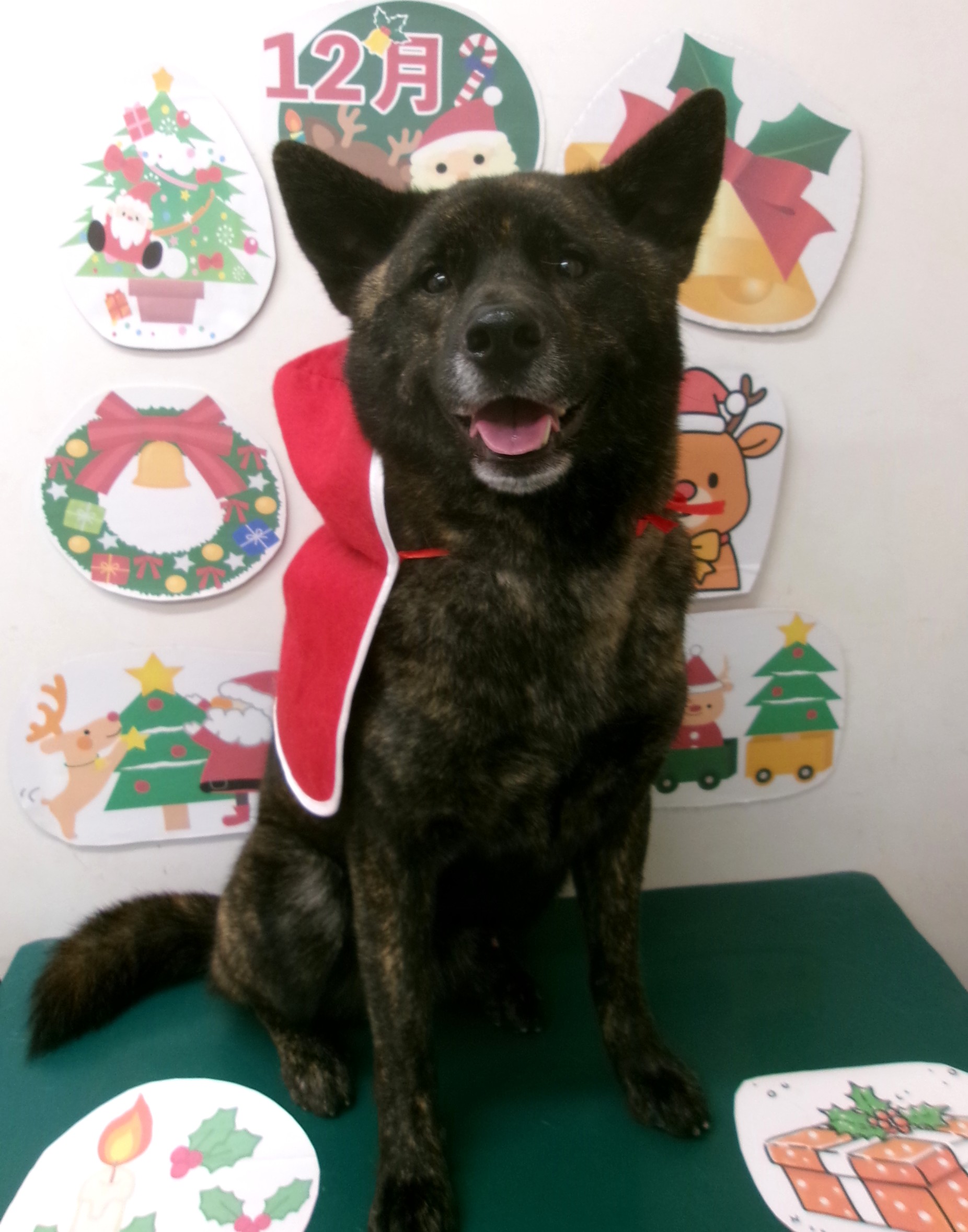 カット例 - シュシュどうぶつ病院