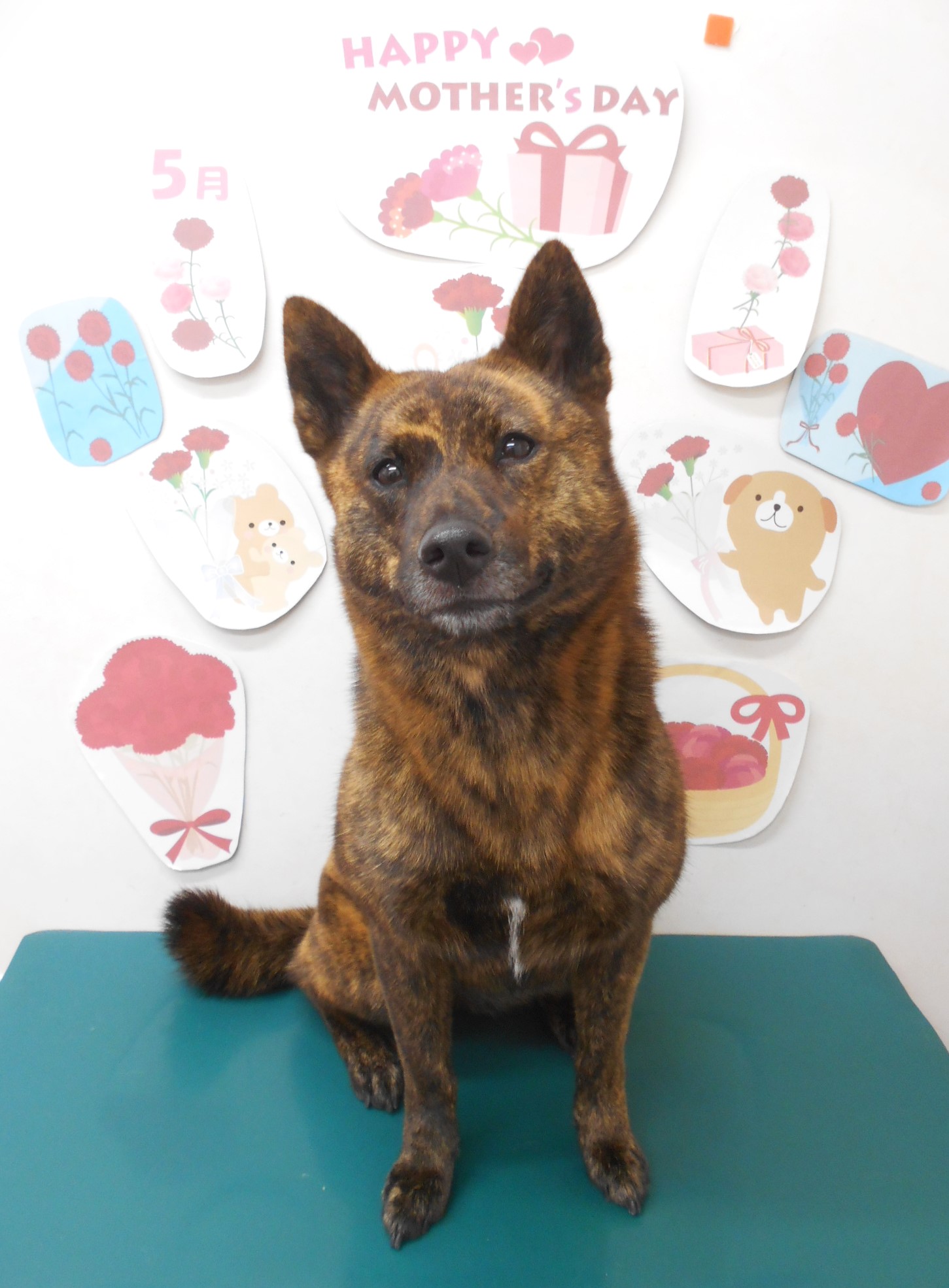 甲斐犬のトリミングカット シュシュどうぶつ病院の1枚目