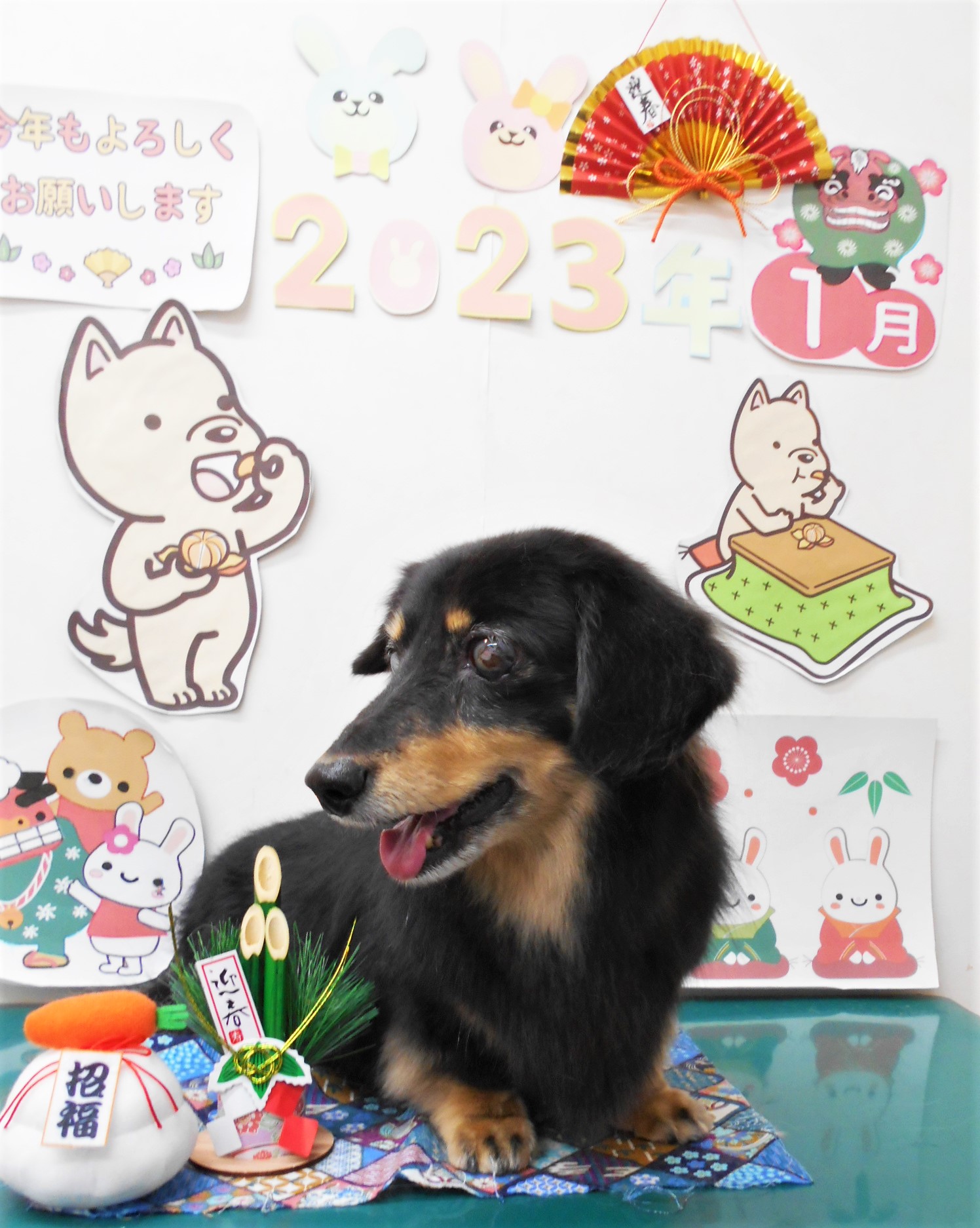 ミニチュアダックスフンドのトリミングカット シュシュどうぶつ病院の1枚目