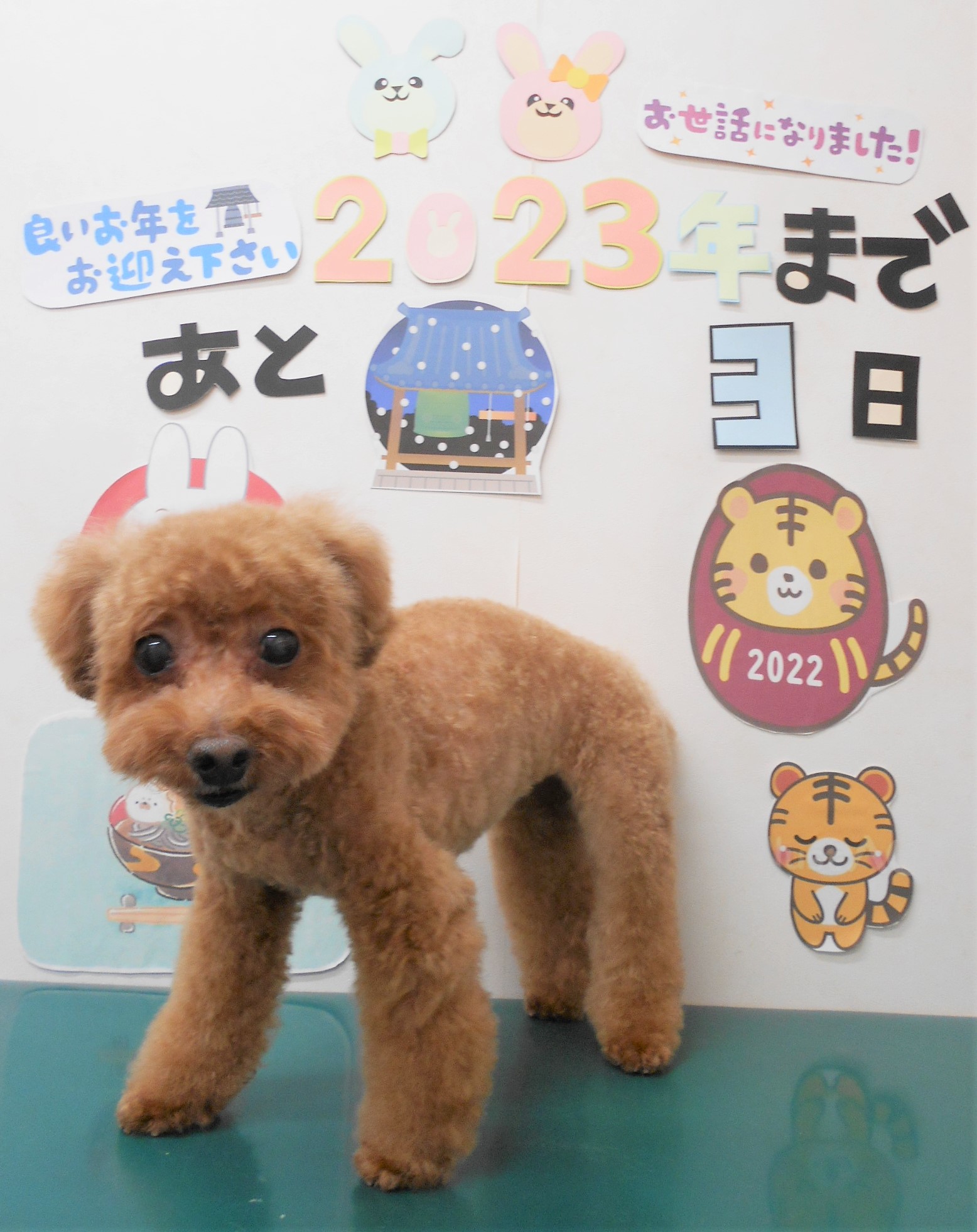 トイプードルのトリミングカット シュシュどうぶつ病院の1枚目