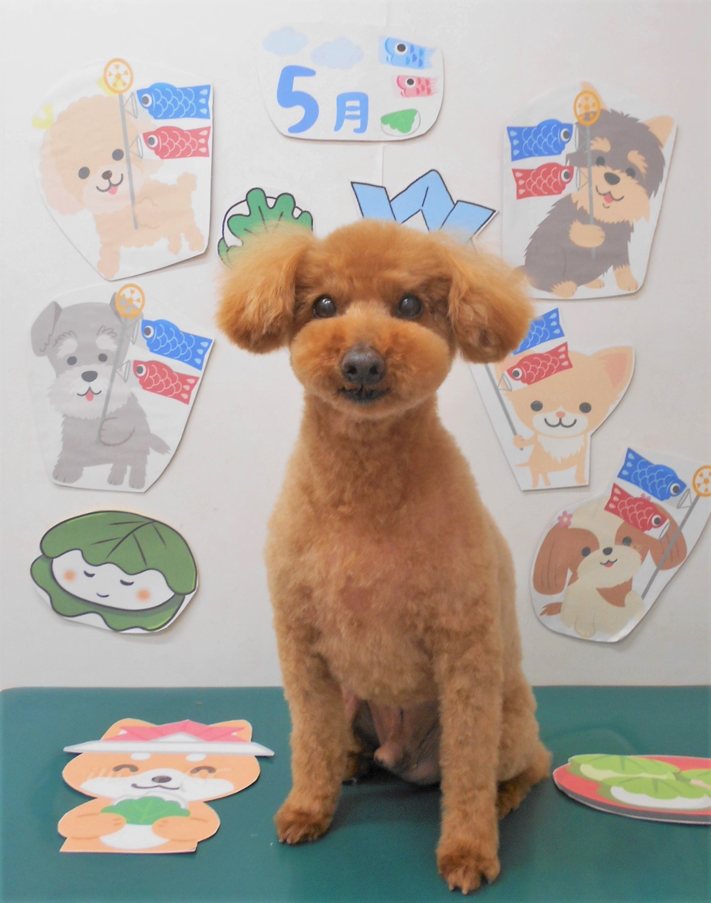 トイプードルのトリミングカット シュシュどうぶつ病院の1枚目