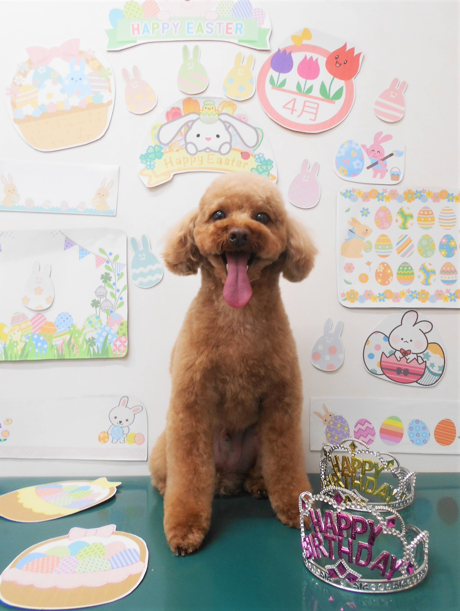 トイプードルのトリミングカット シュシュどうぶつ病院の1枚目