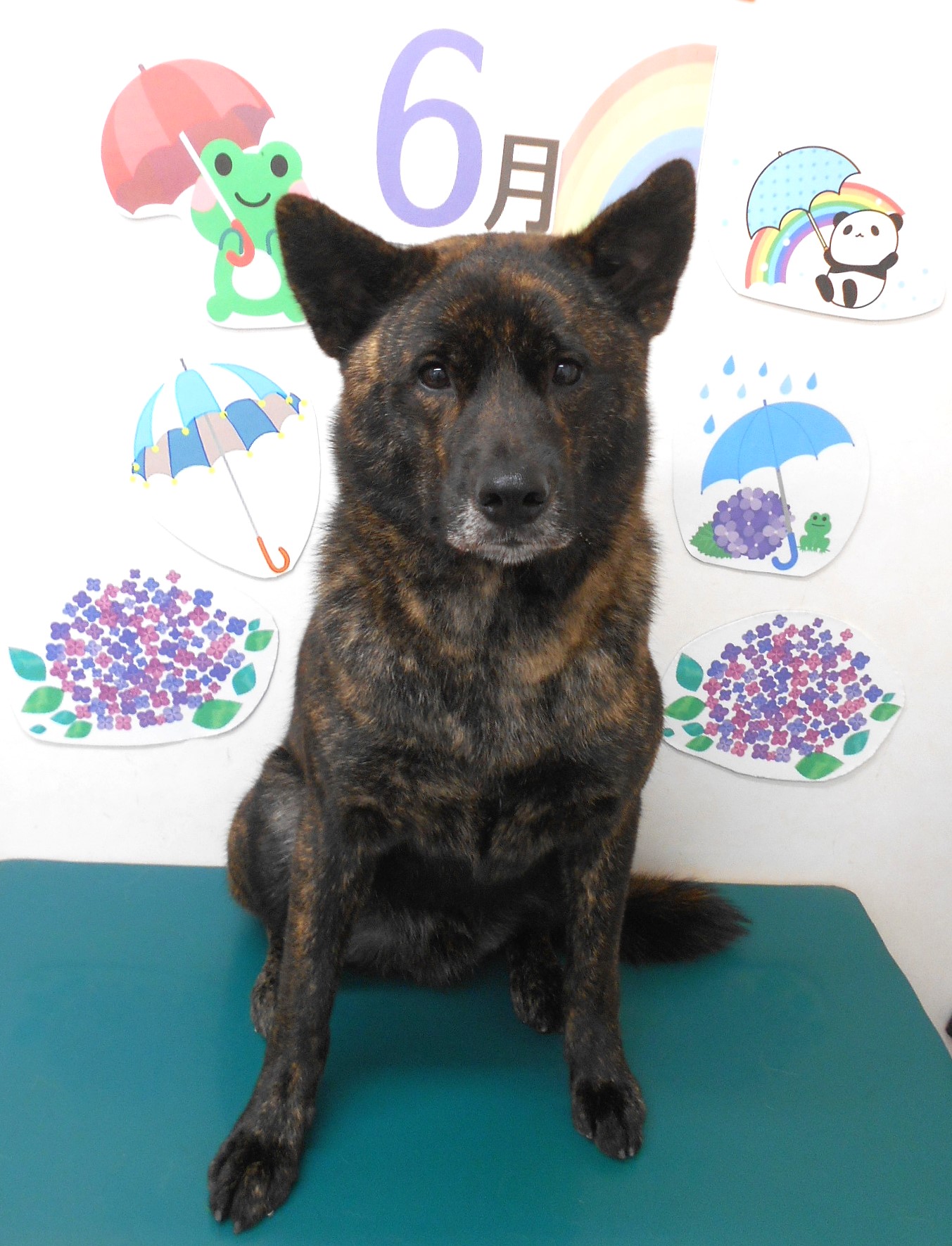 甲斐犬のトリミングカット シュシュどうぶつ病院の1枚目