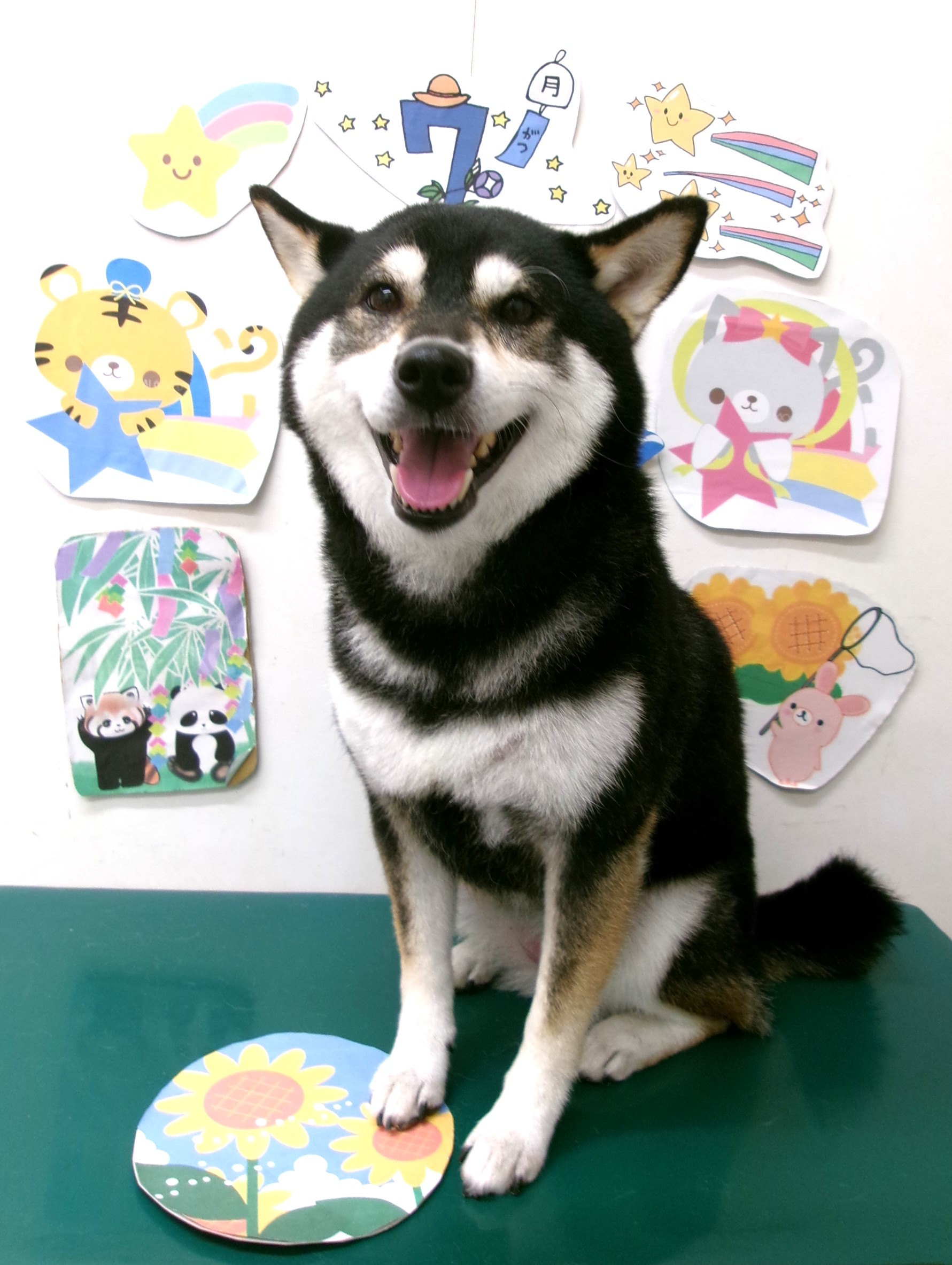 柴犬のトリミングカット シュシュどうぶつ病院の1枚目