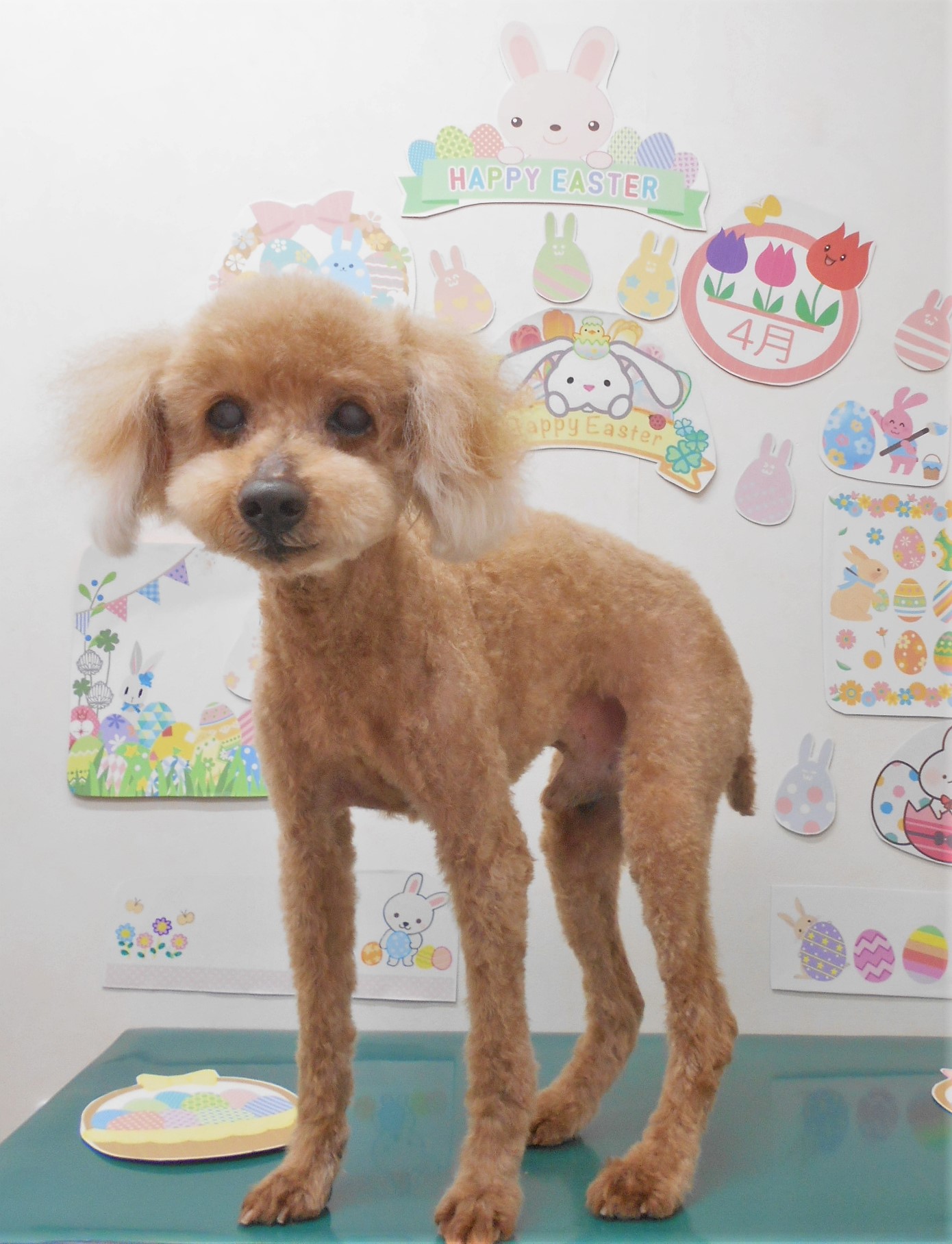 トイプードルのトリミングカット シュシュどうぶつ病院の1枚目