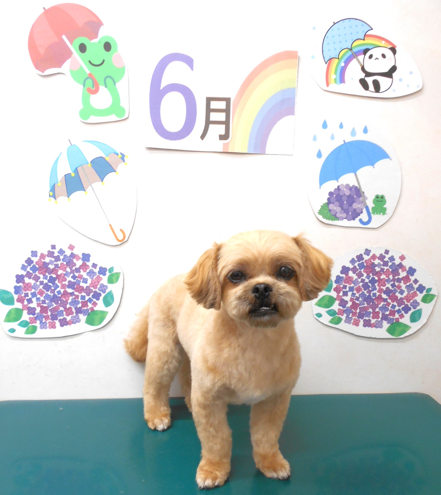 ミックス犬(その他)のトリミングカット シュシュどうぶつ病院の1枚目