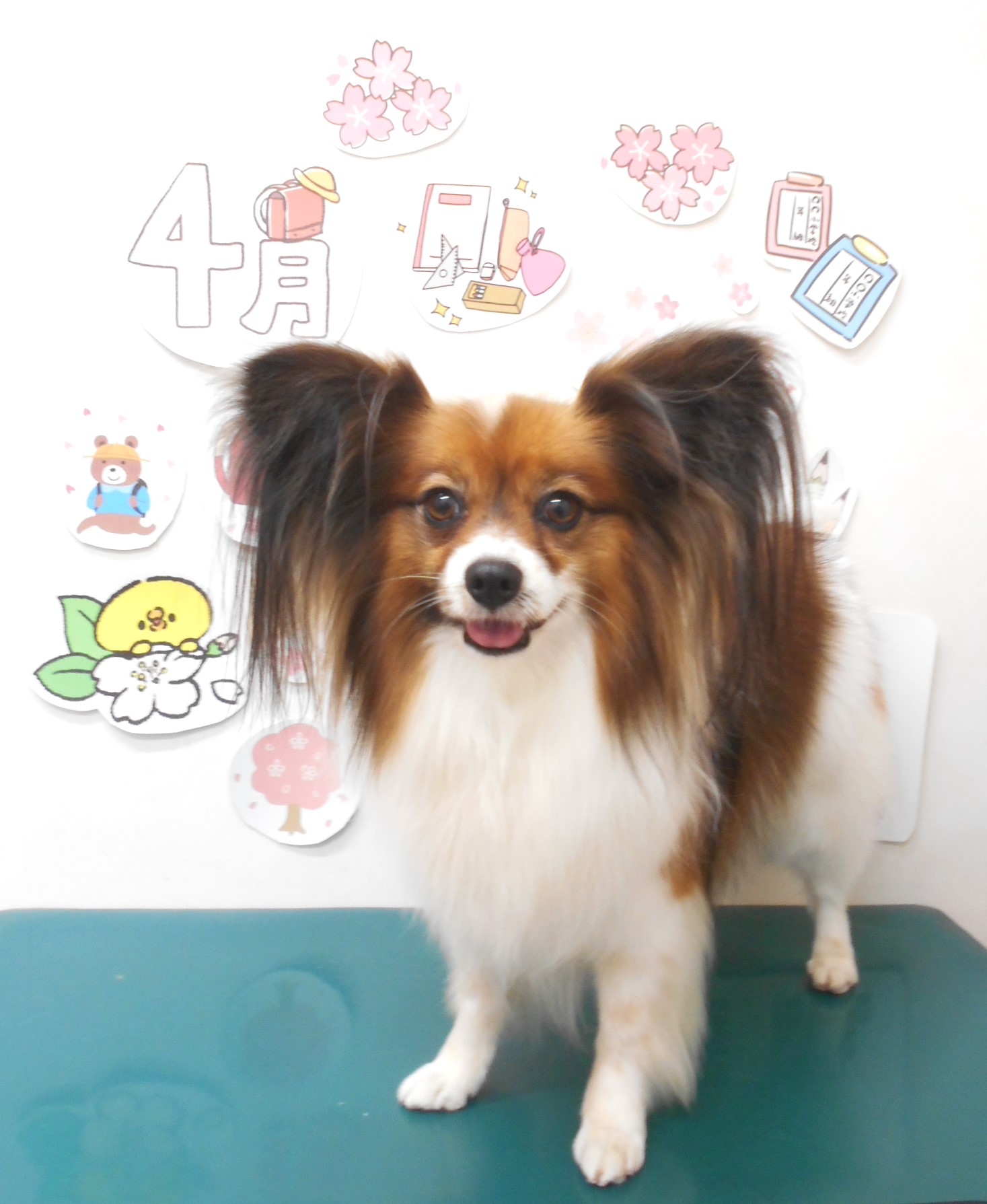 パピヨンのトリミングカット シュシュどうぶつ病院の1枚目