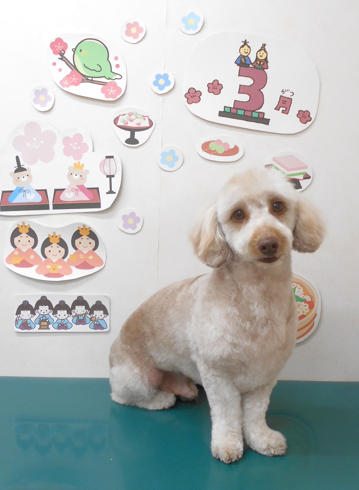 ミックス犬(その他)のトリミングカット シュシュどうぶつ病院の1枚目