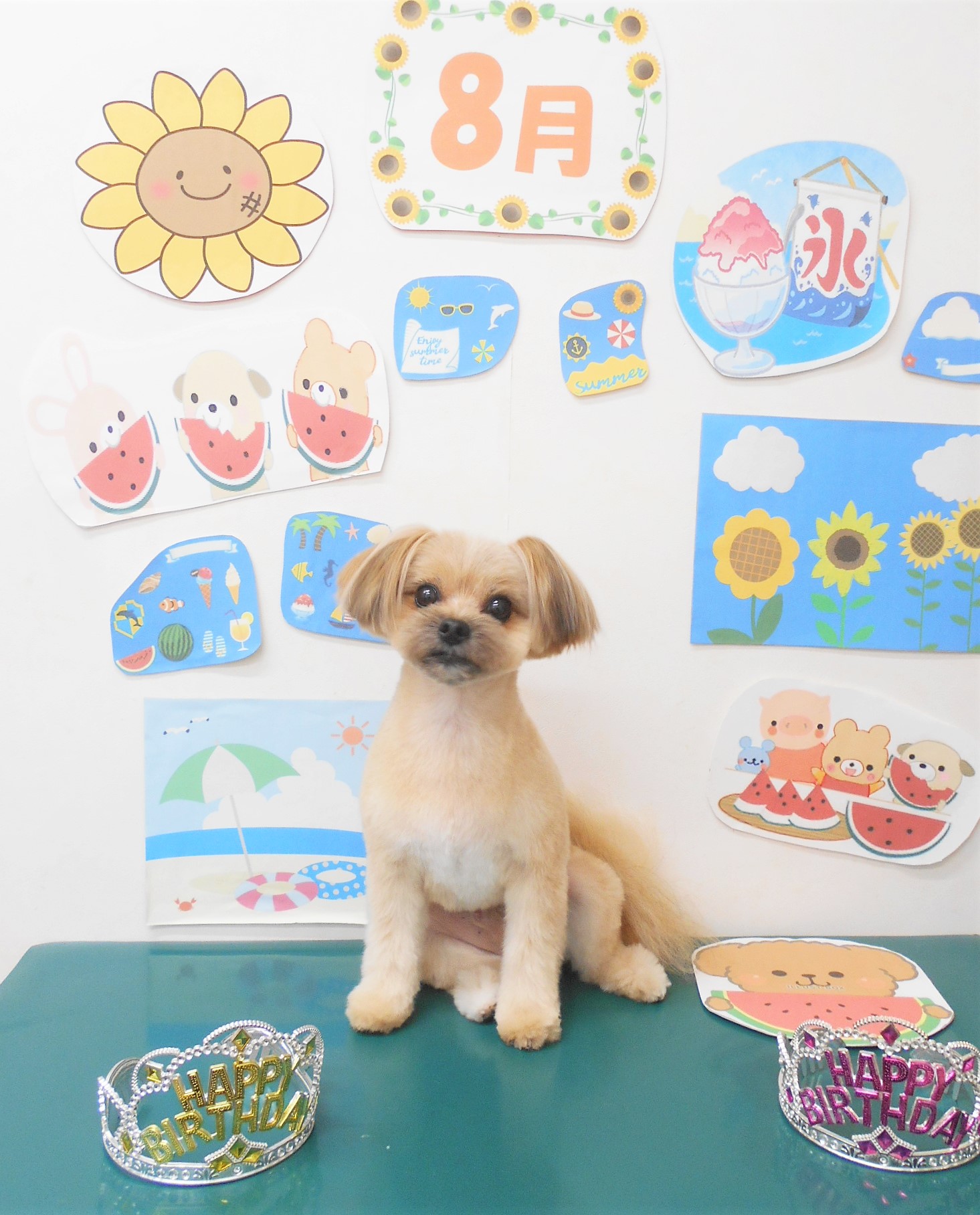 ミックス犬(その他)のトリミングカット シュシュどうぶつ病院の1枚目