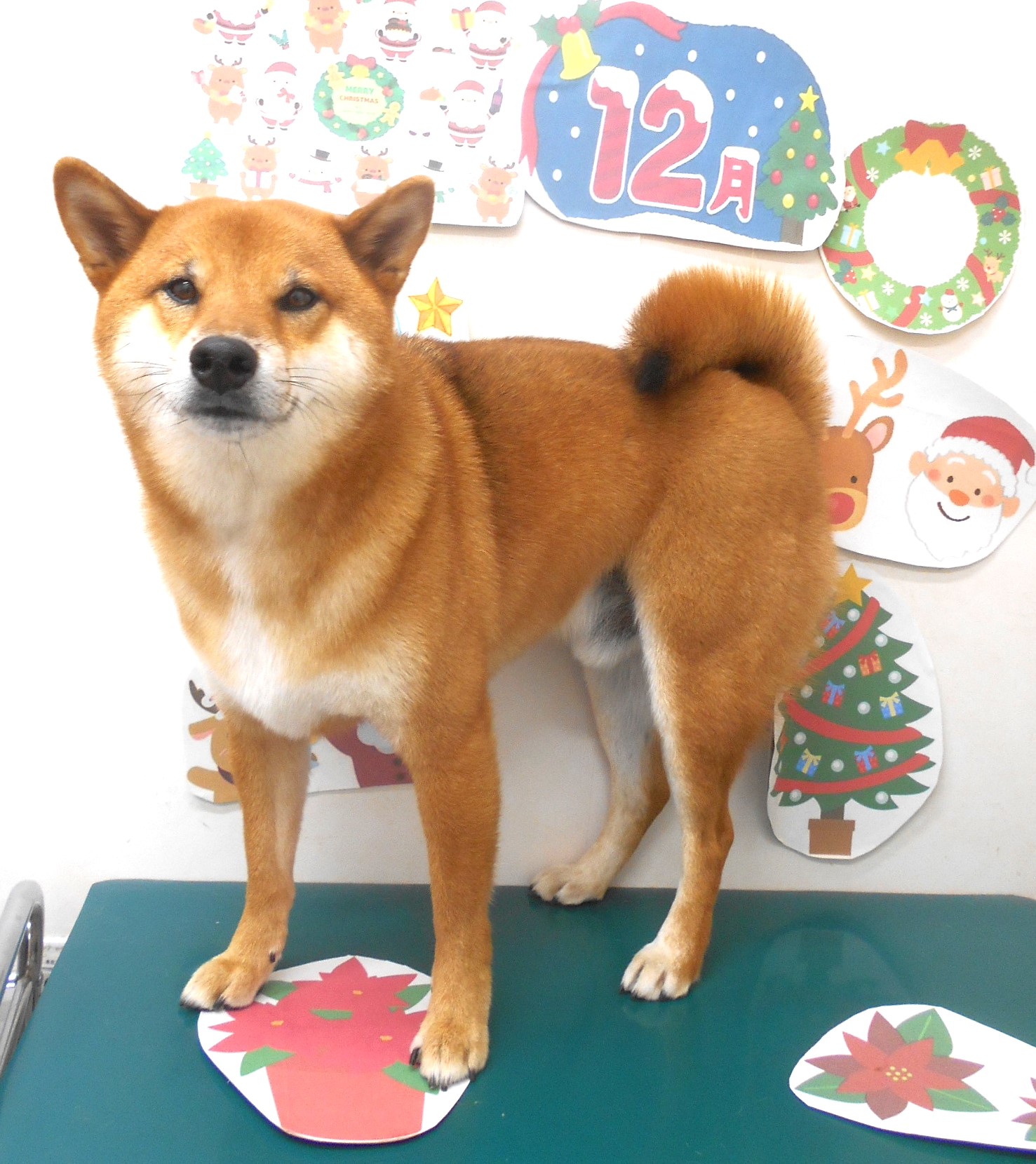 トリミングサロン シュシュどうぶつ病院のトリミングカット-9573の1枚目