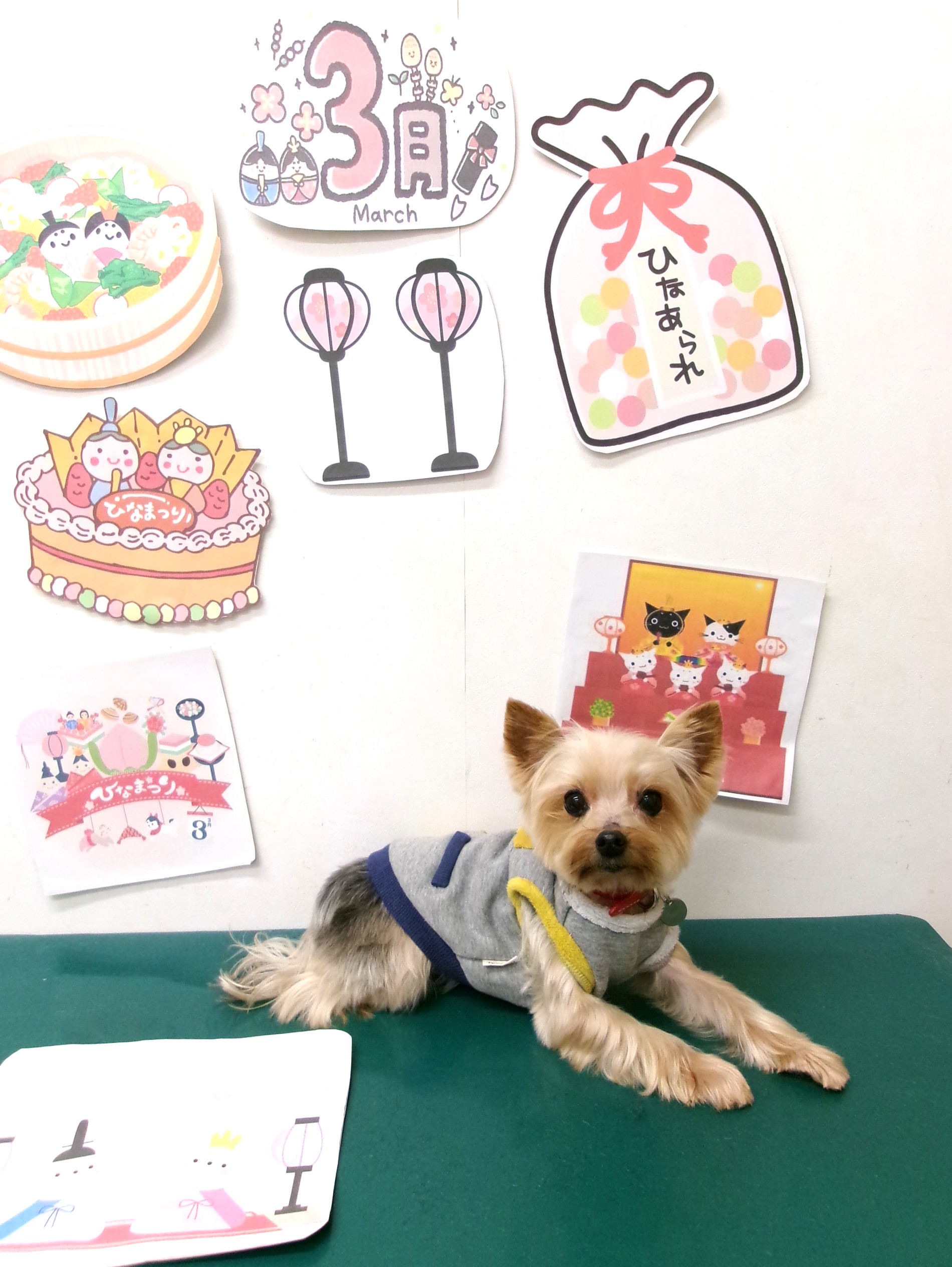 トリミングサロン シュシュどうぶつ病院のトリミングカット-9842の1枚目