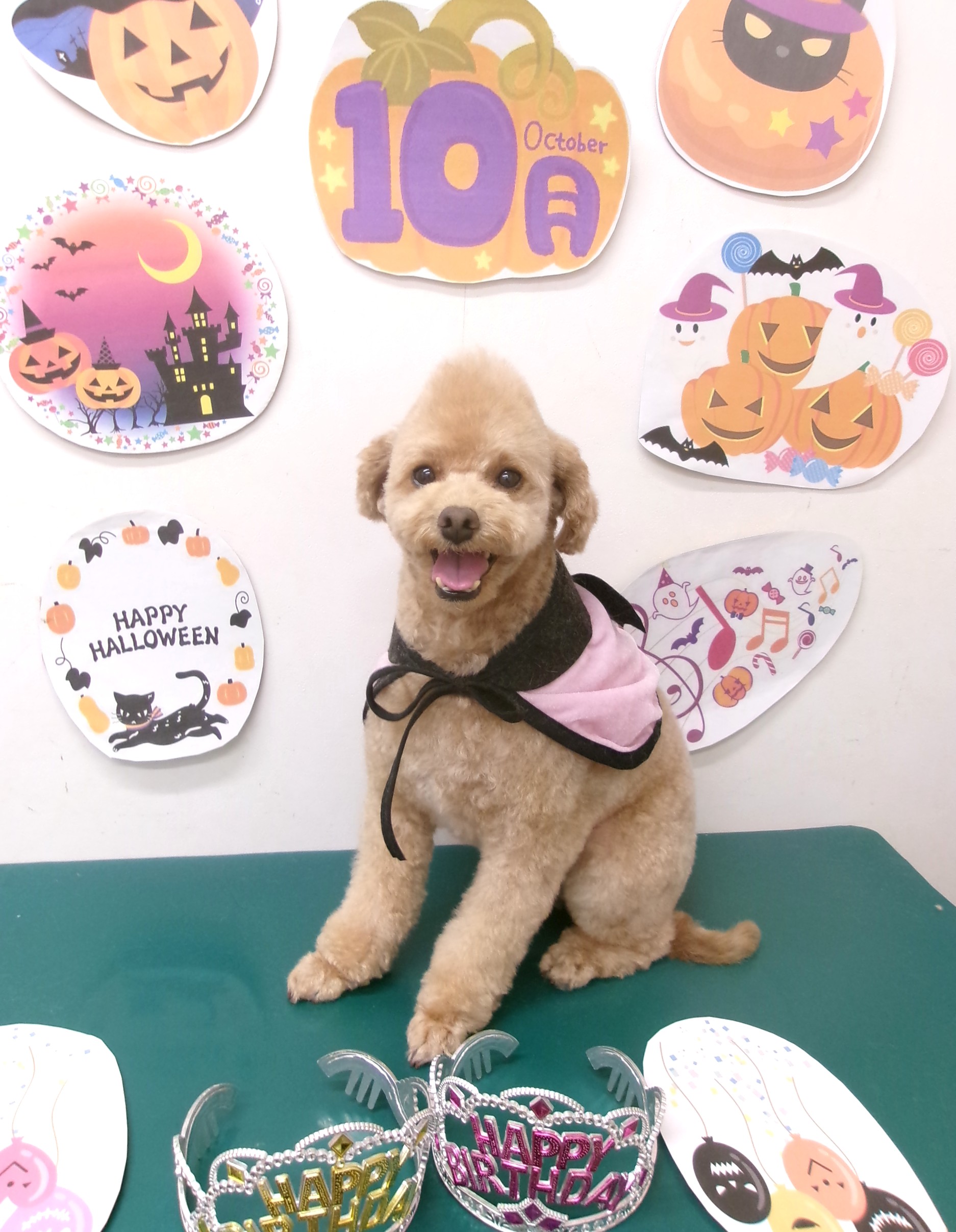 トリミングサロン シュシュどうぶつ病院のトリミングカット-10458の1枚目