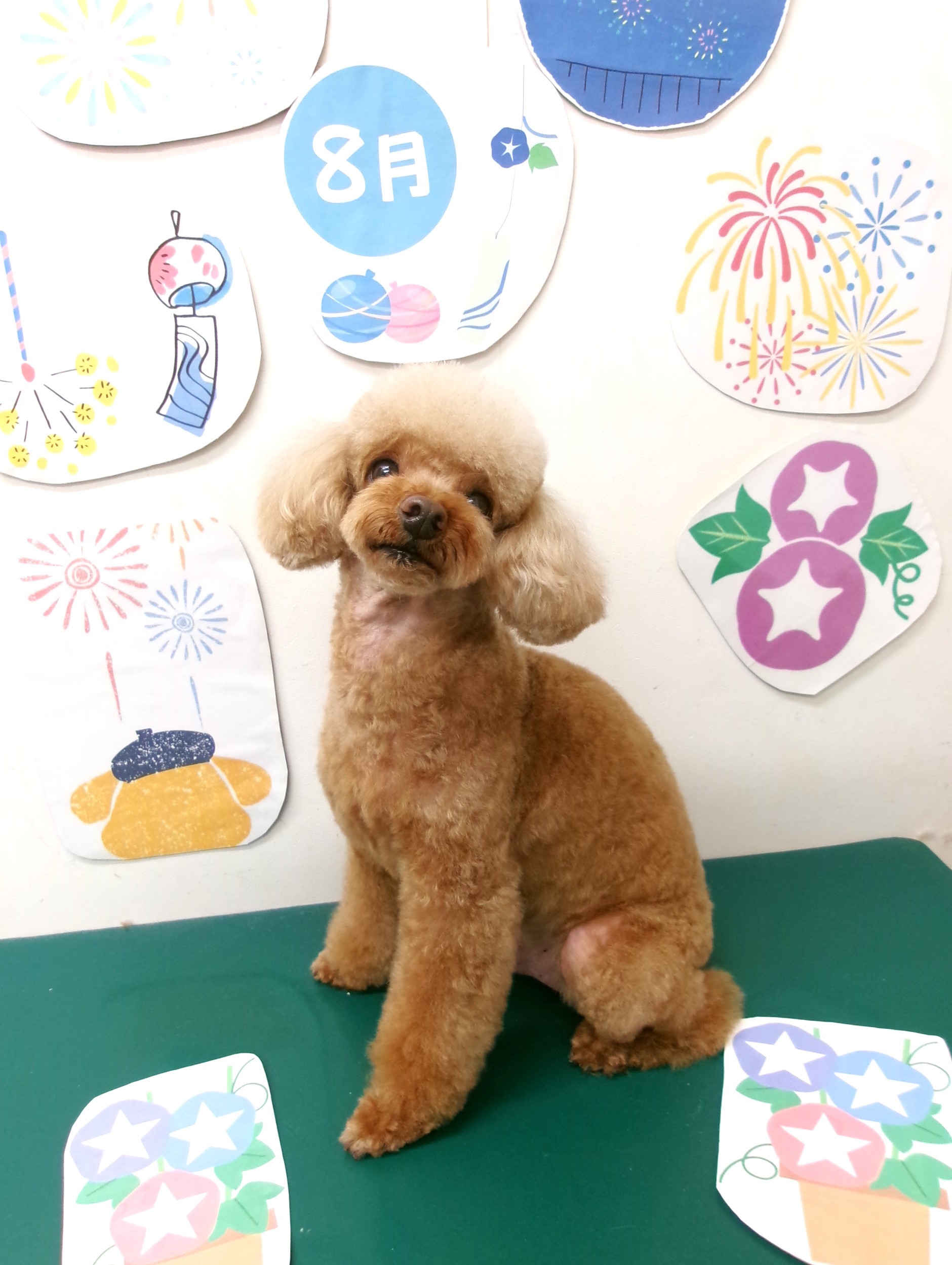 トリミングサロン シュシュどうぶつ病院のトリミングカット-10297の1枚目