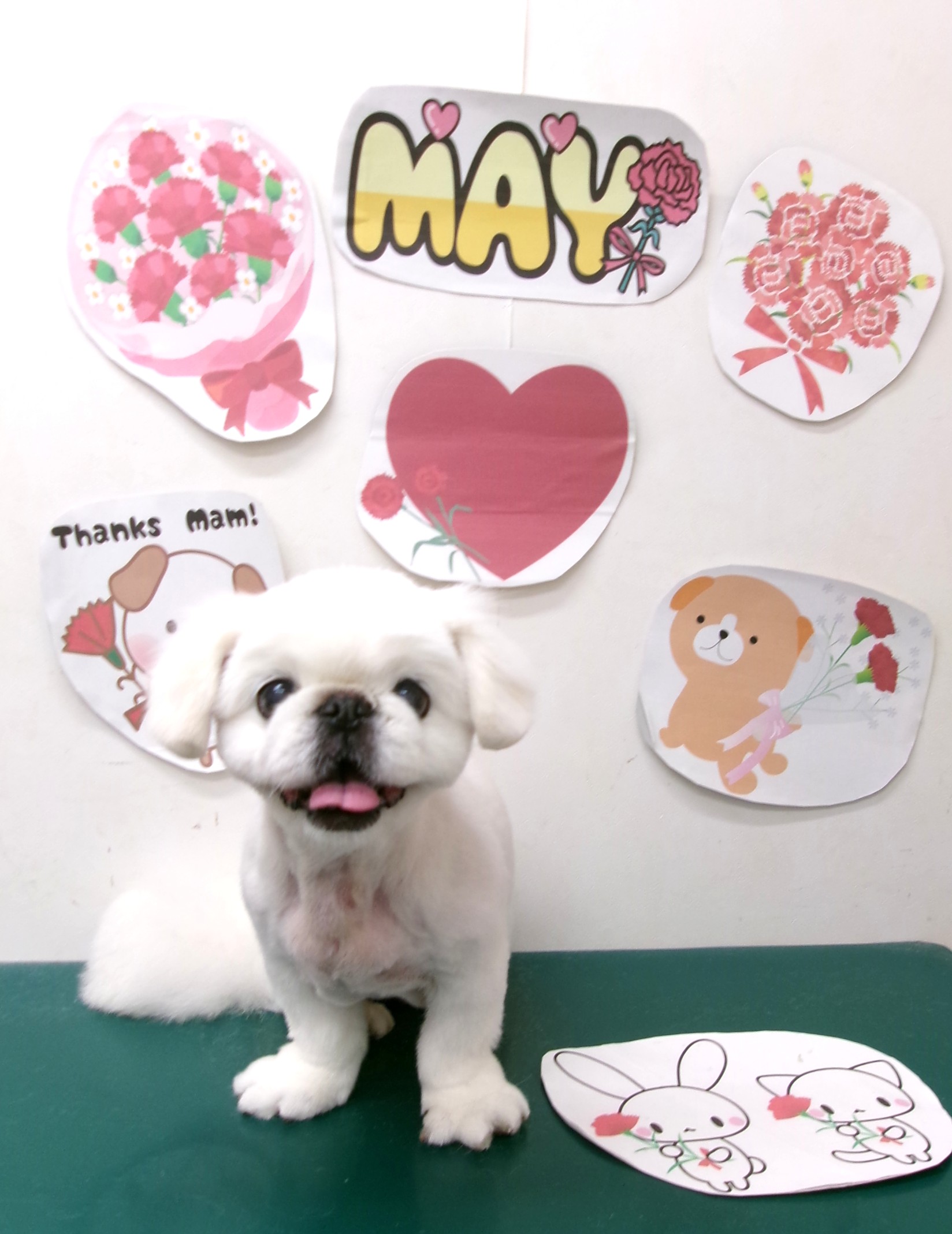 トリミングサロン シュシュどうぶつ病院のトリミングカット-10047の1枚目