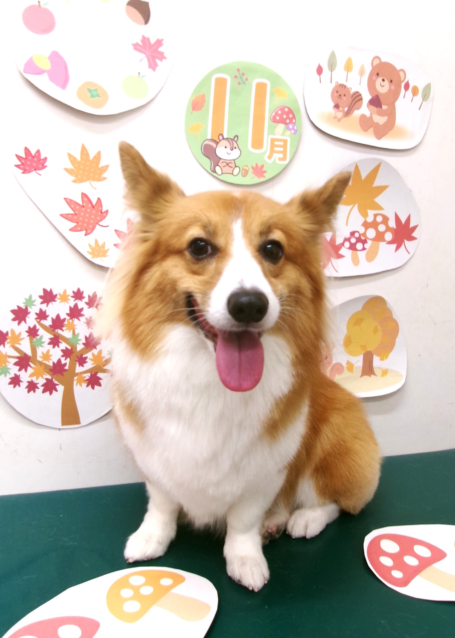 トリミングサロン シュシュどうぶつ病院のトリミングカット-10566の1枚目