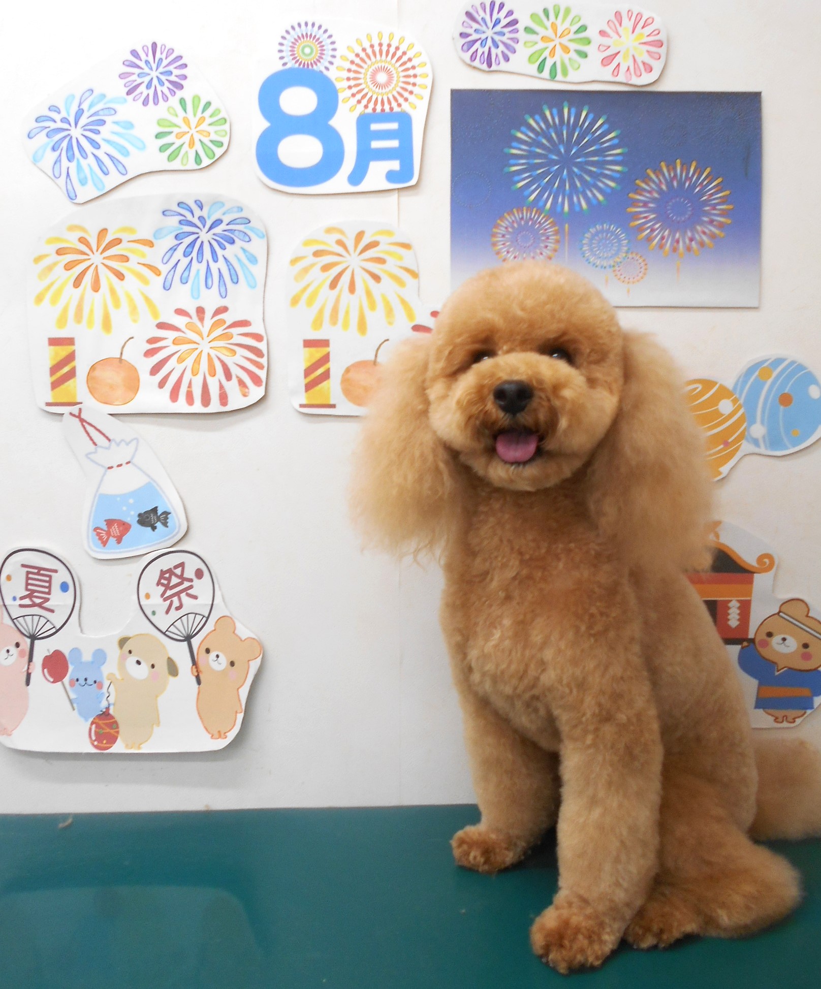 トイプードルのトリミングカット シュシュどうぶつ病院の1枚目