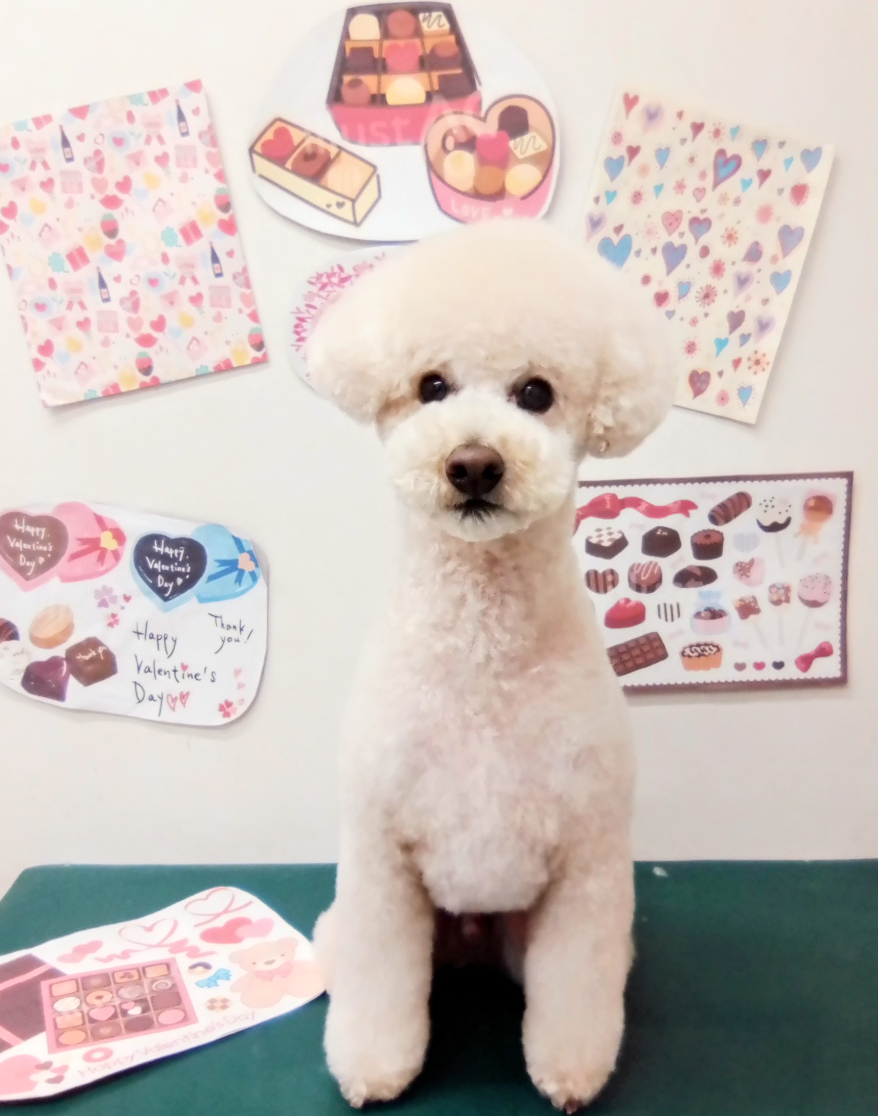 トリミングサロン シュシュどうぶつ病院のトリミングカット-9799の1枚目