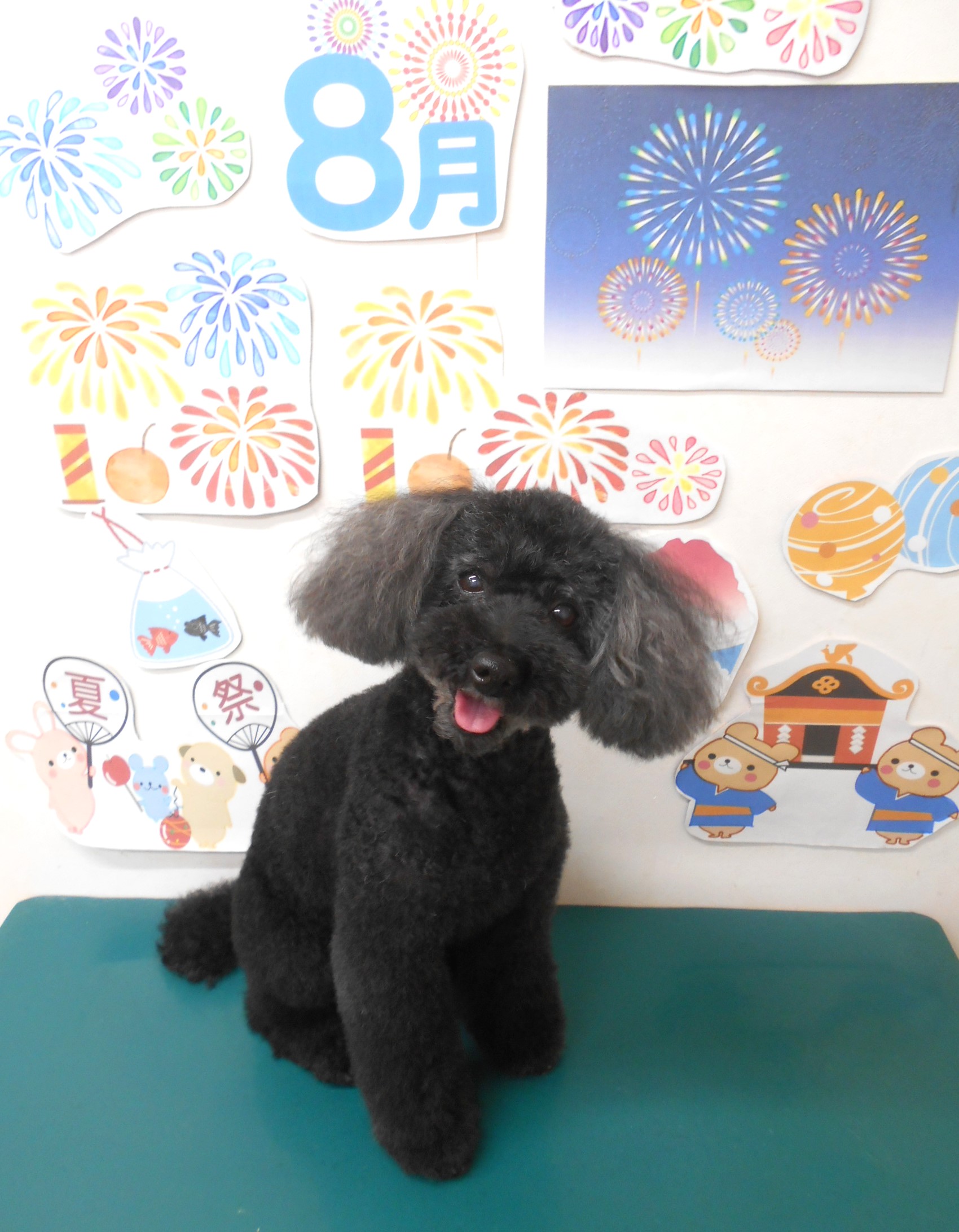トイプードルのトリミングカット シュシュどうぶつ病院の1枚目