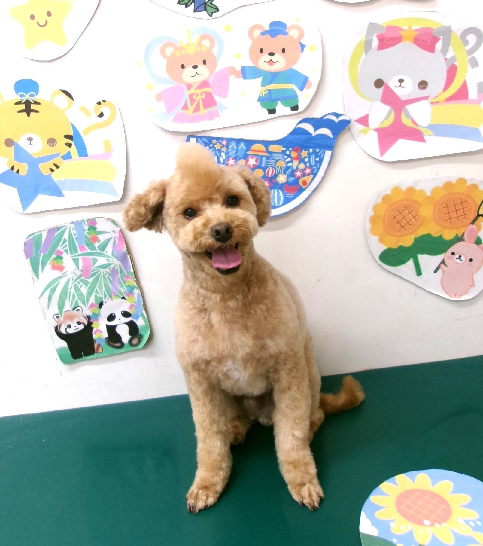 トイプードルのトリミングカット シュシュどうぶつ病院の1枚目