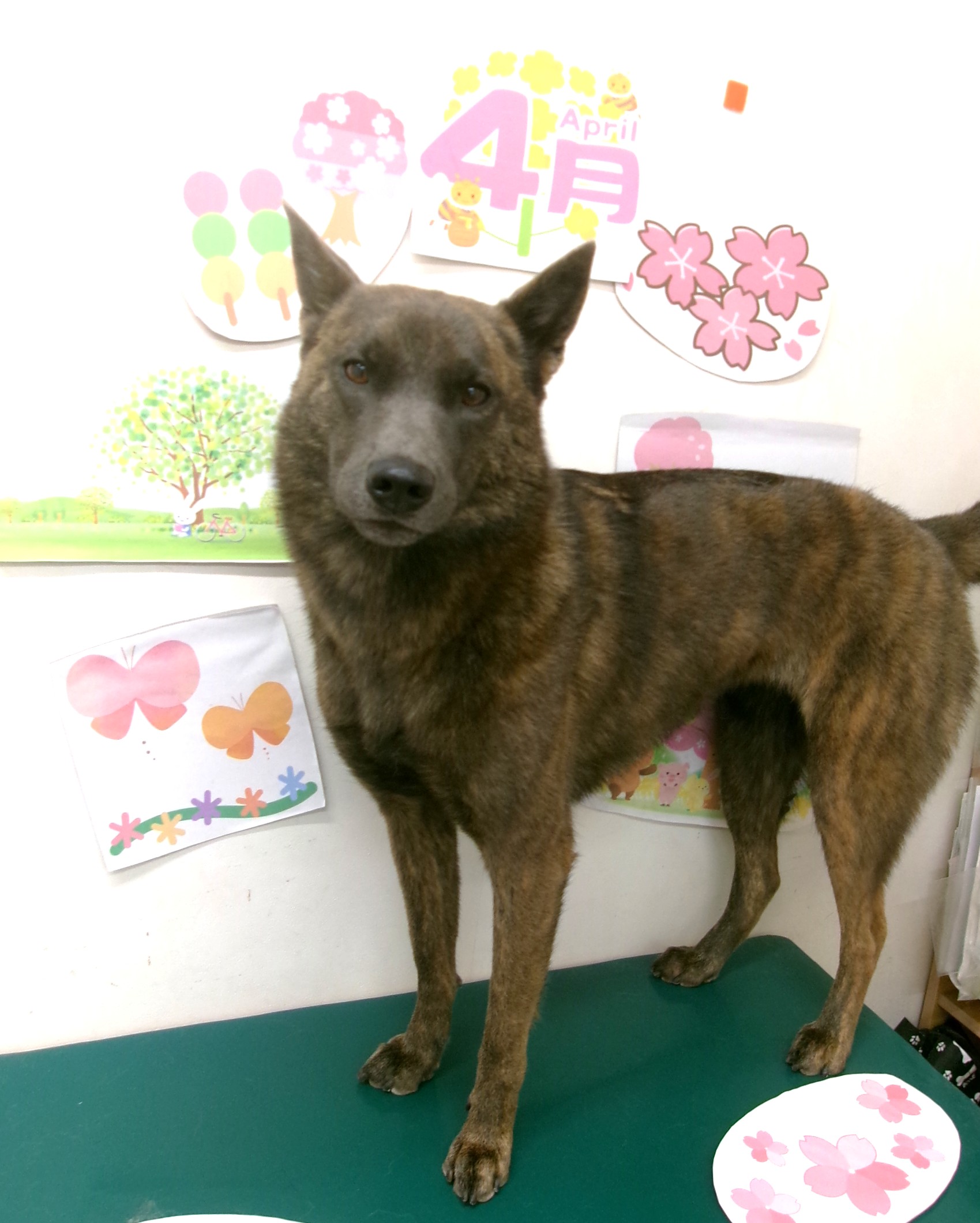 甲斐犬のトリミングカット シュシュどうぶつ病院の2枚目