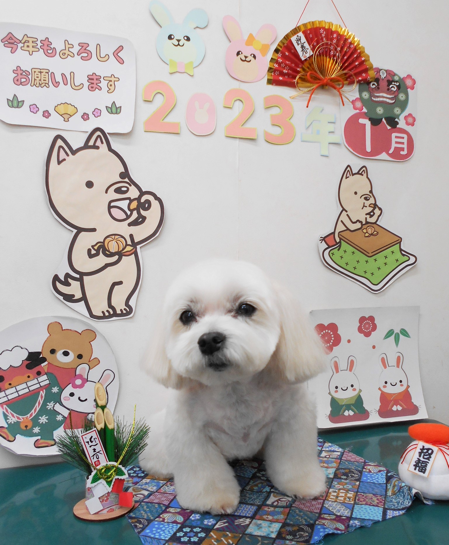 マルチーズのトリミングカット シュシュどうぶつ病院の1枚目