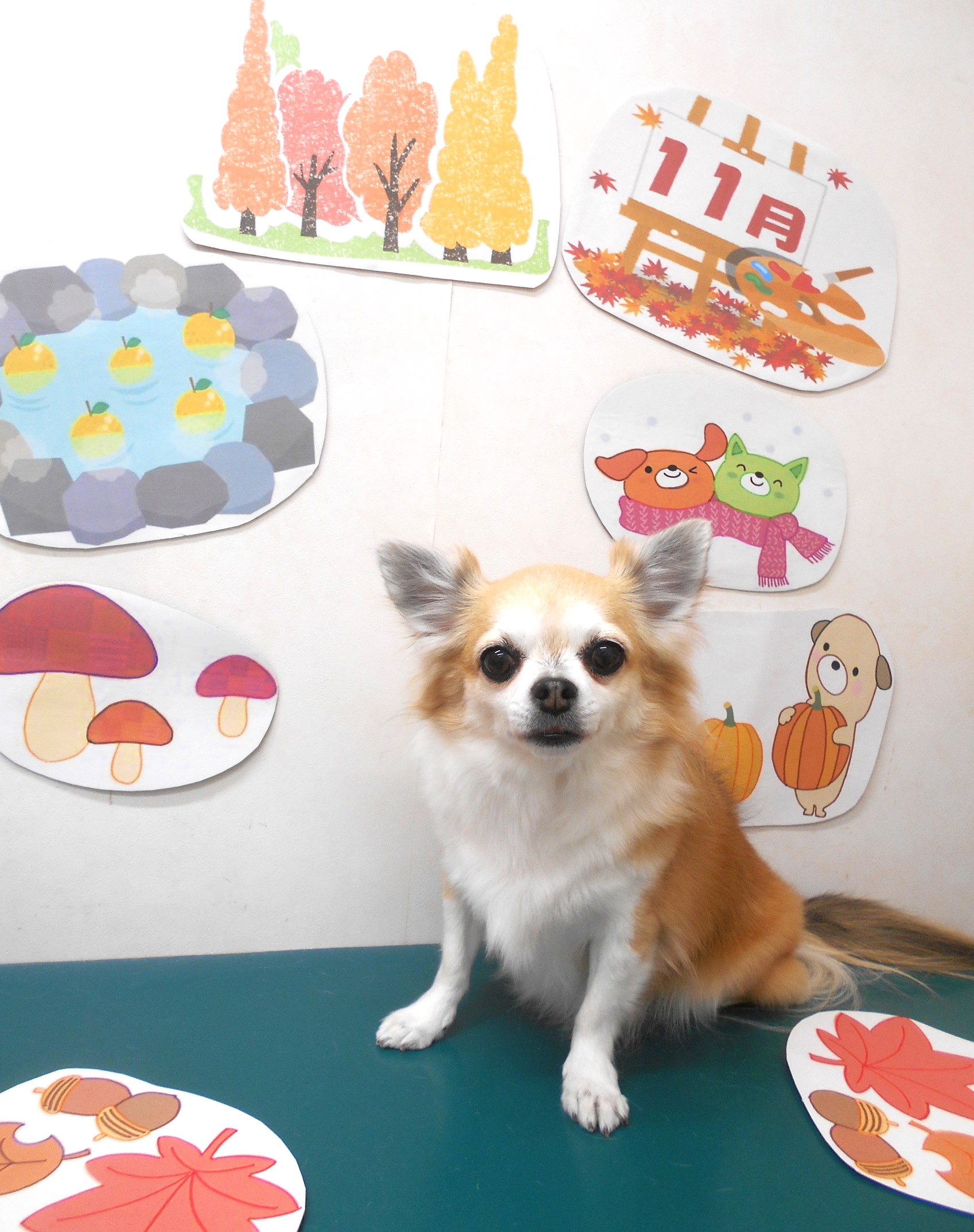 チワワのトリミングカット シュシュどうぶつ病院の1枚目