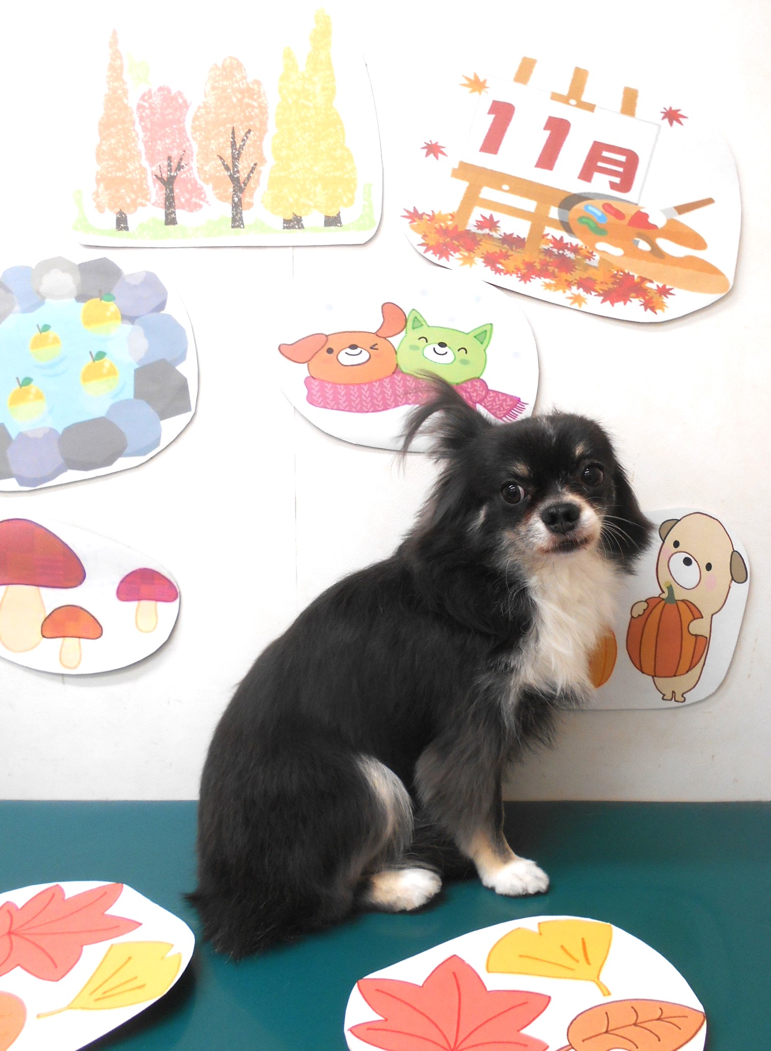 チワワのトリミングカット シュシュどうぶつ病院の1枚目