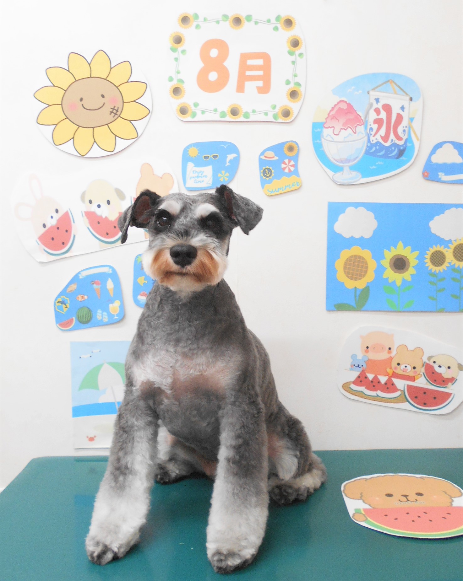 ミニチュアシュナウザーのトリミングカット シュシュどうぶつ病院の1枚目