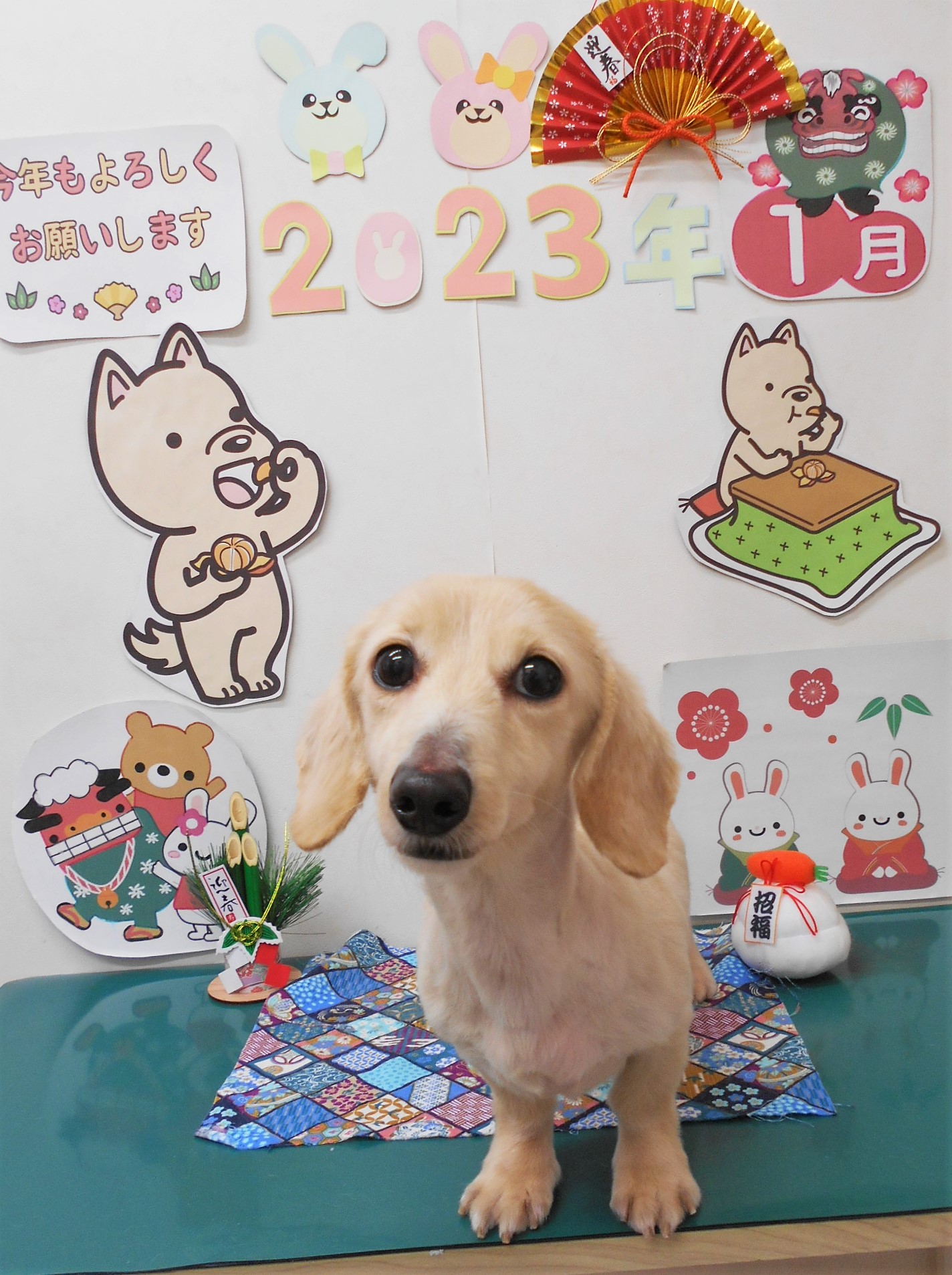 ミニチュアダックスフンドのトリミングカット シュシュどうぶつ病院の1枚目