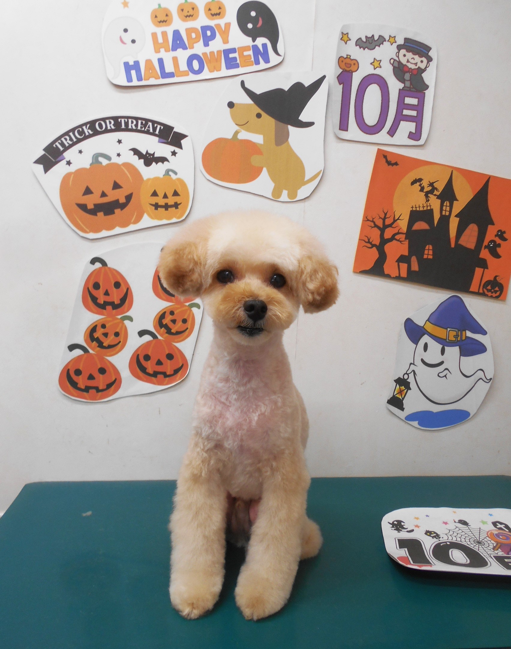 トイプードルのトリミングカット シュシュどうぶつ病院の1枚目