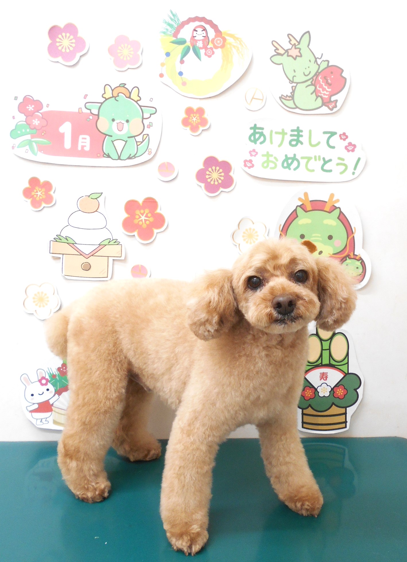 トリミングサロン シュシュどうぶつ病院のトリミングカット-8530の1枚目