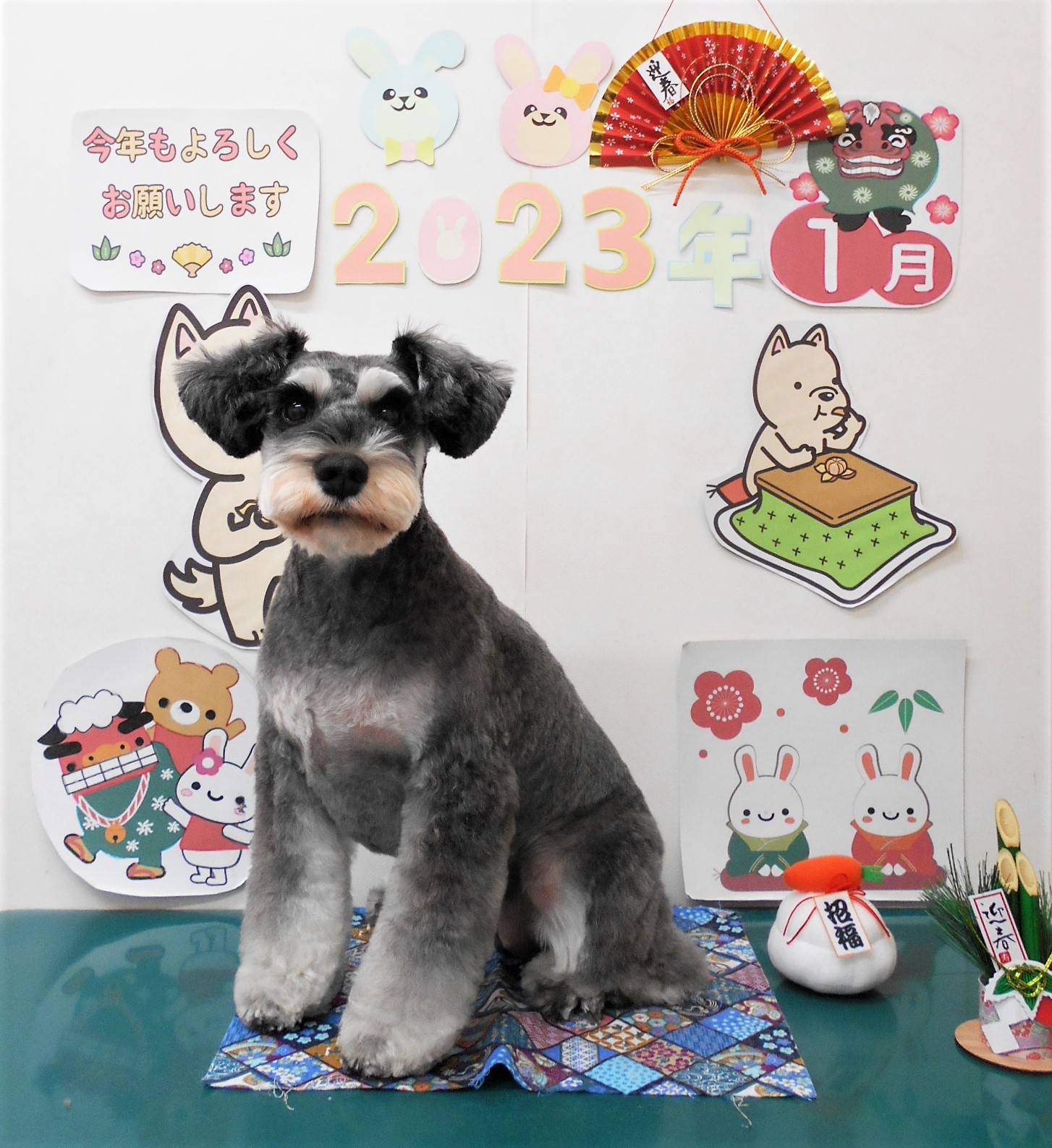 ミニチュアシュナウザーのトリミングカット シュシュどうぶつ病院の1枚目