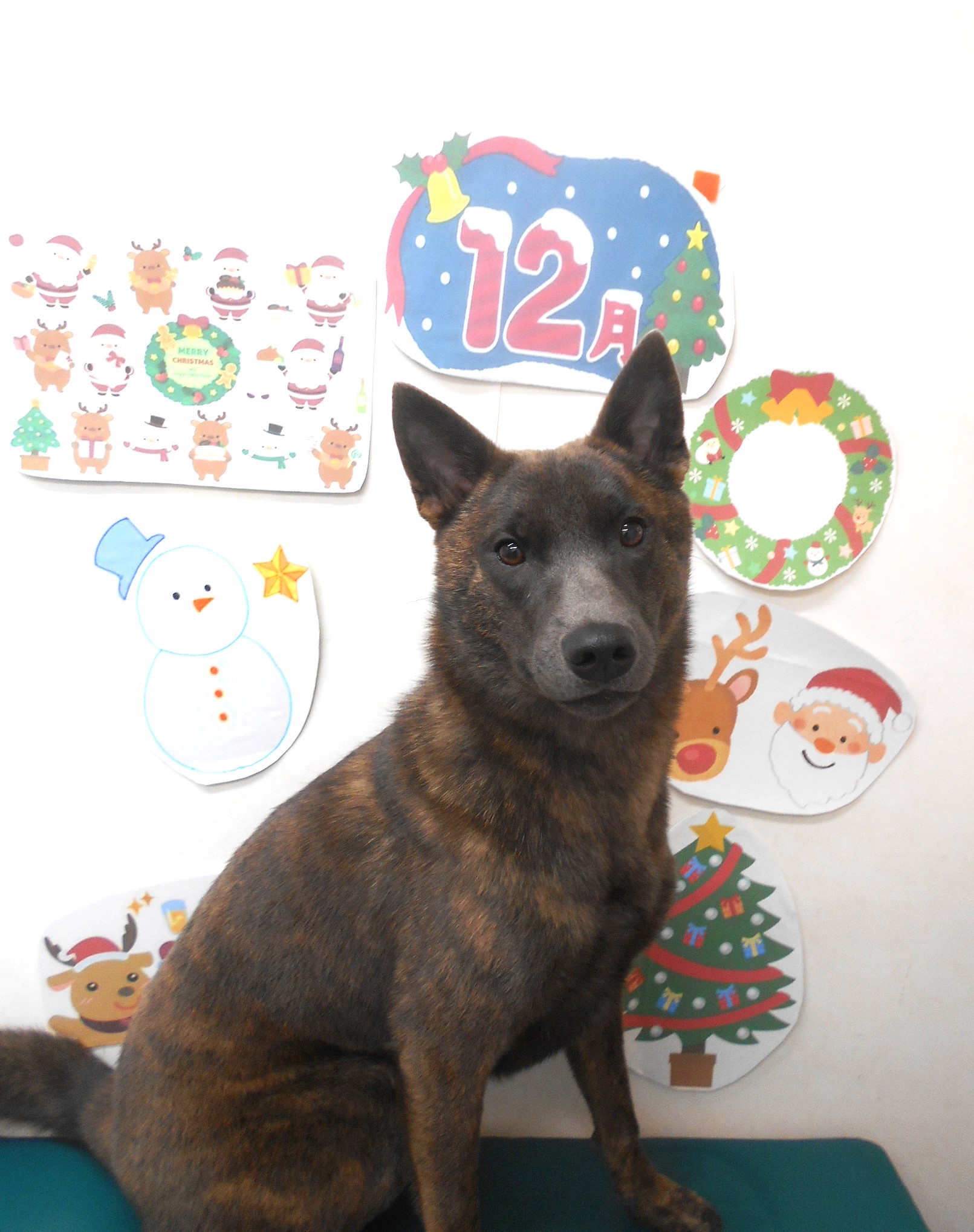 甲斐犬のトリミングカット シュシュどうぶつ病院の1枚目