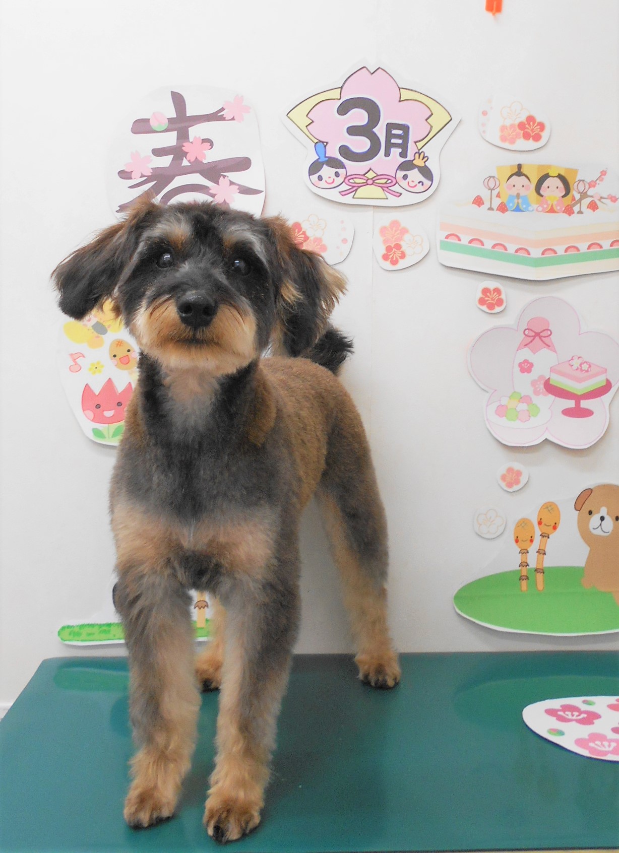 ミックス犬(その他)のトリミングカット シュシュどうぶつ病院の1枚目
