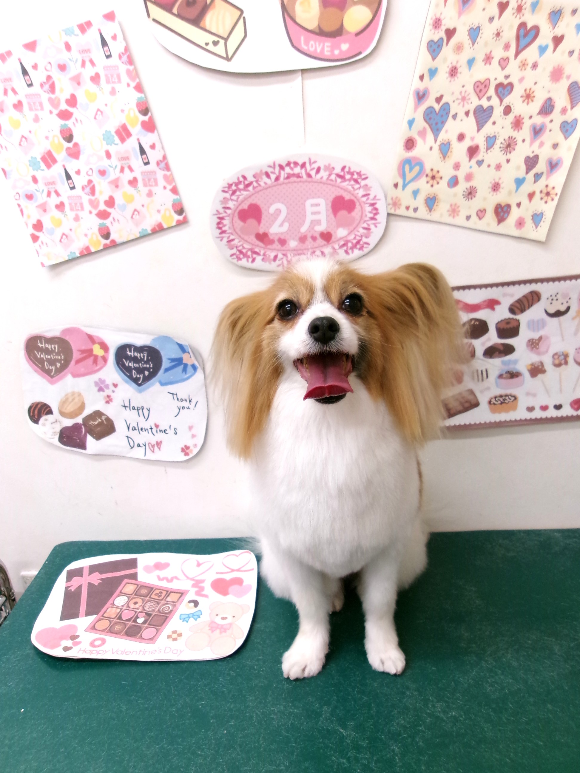 トリミングサロン シュシュどうぶつ病院のトリミングカット-9817の1枚目