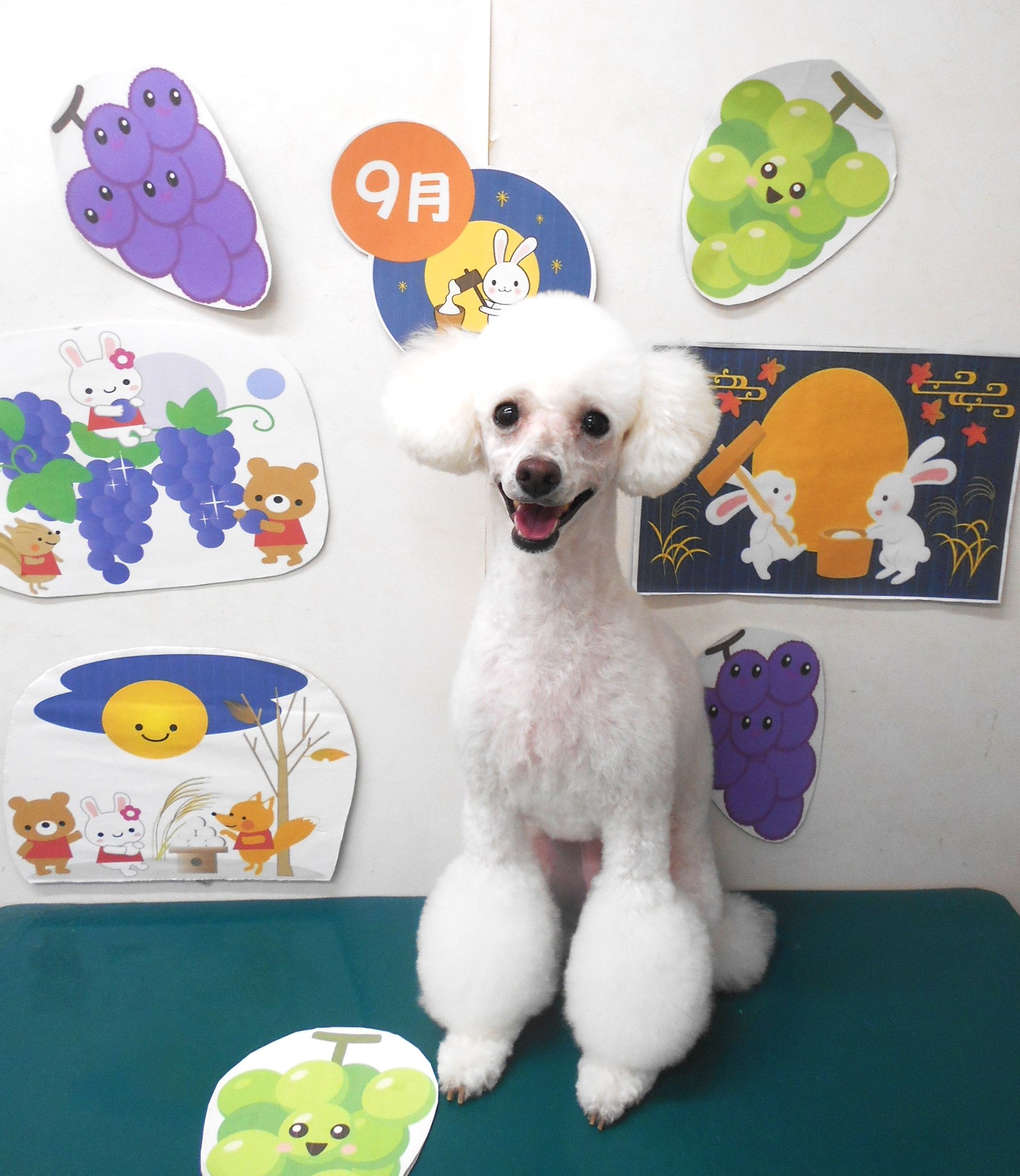 トイプードルのトリミングカット シュシュどうぶつ病院の1枚目