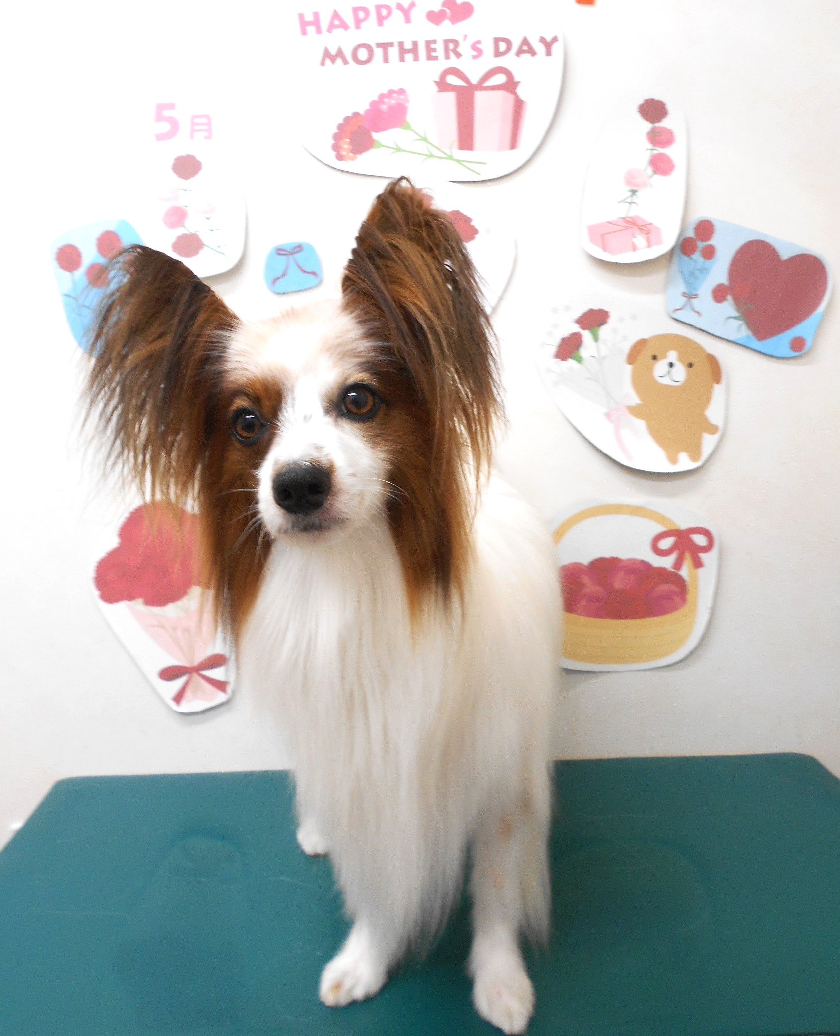 ミックス犬(その他)のトリミングカット シュシュどうぶつ病院の1枚目
