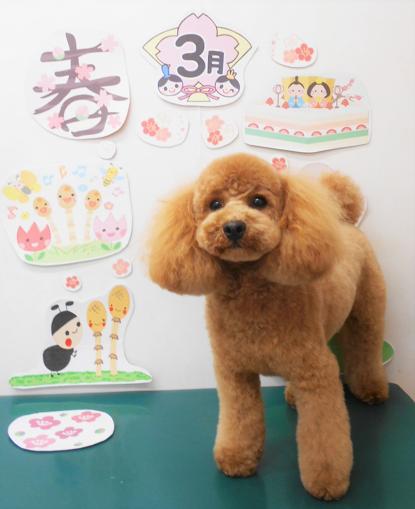 トイプードルのトリミングカット シュシュどうぶつ病院の1枚目
