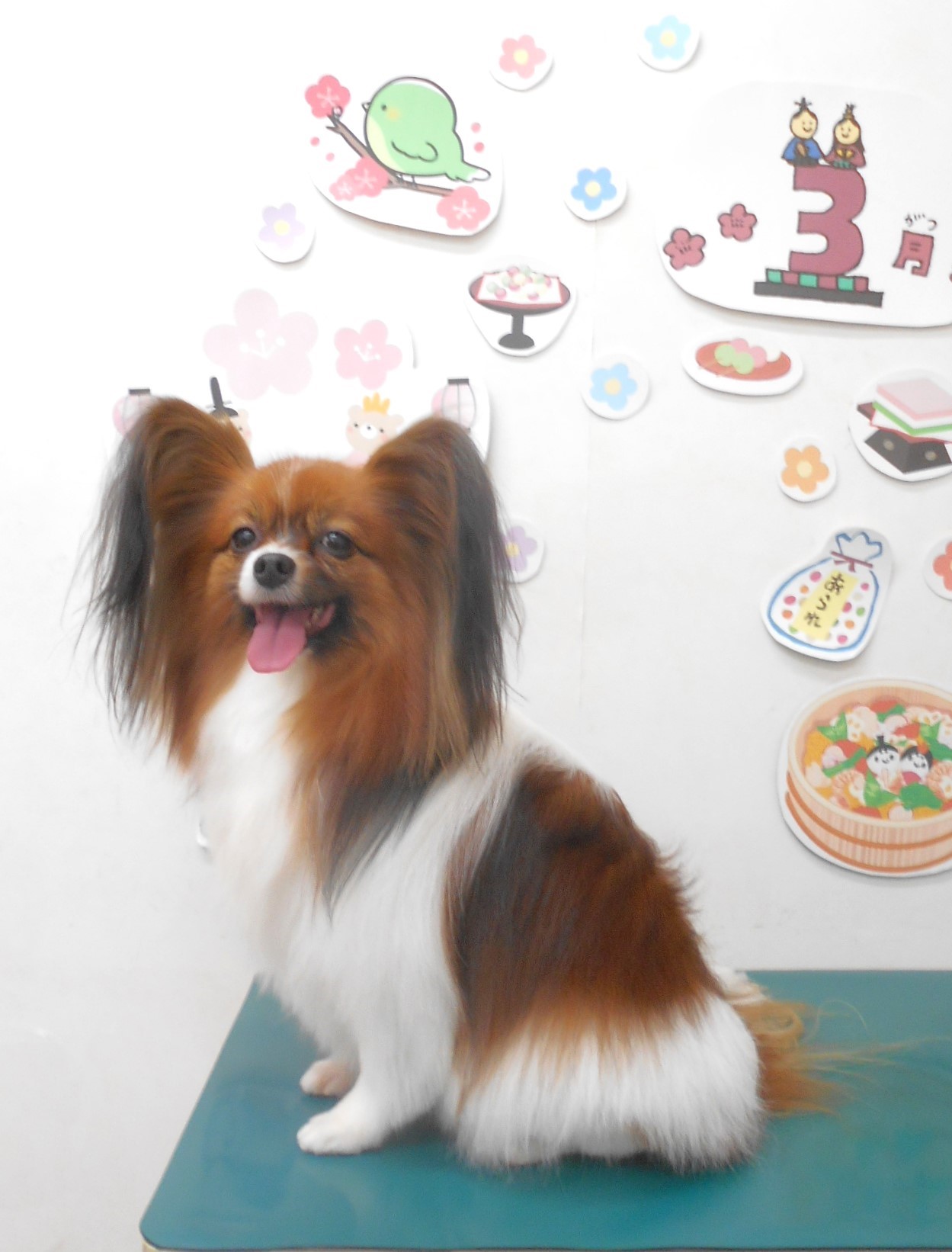 パピヨンのトリミングカット シュシュどうぶつ病院の1枚目