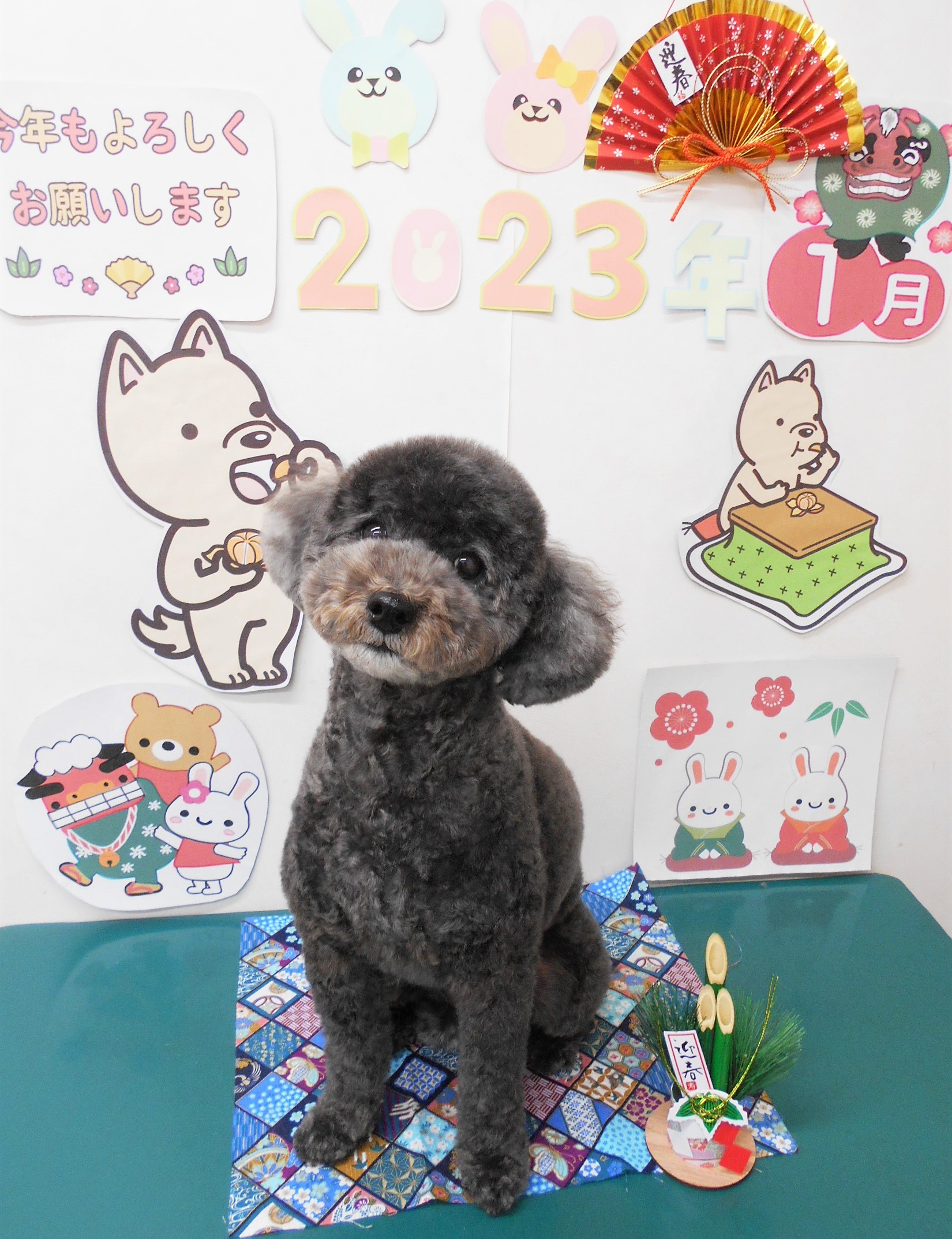 トイプードルのトリミングカット シュシュどうぶつ病院の1枚目