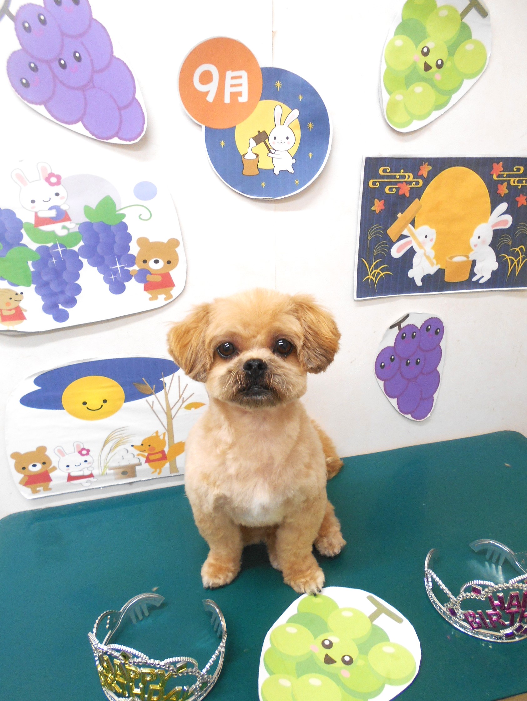ミックス犬(その他)のトリミングカット シュシュどうぶつ病院の1枚目