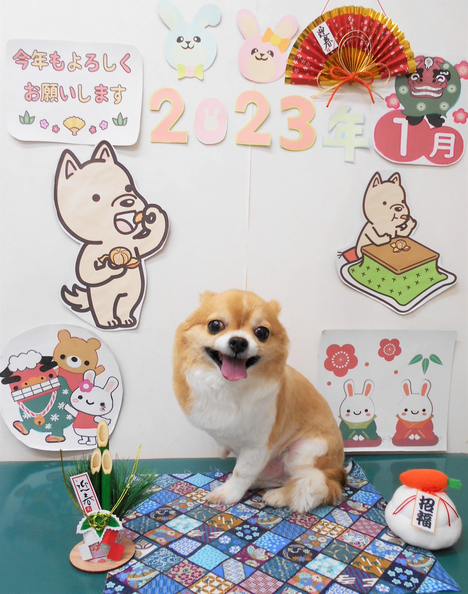 チワワのトリミングカット シュシュどうぶつ病院の1枚目