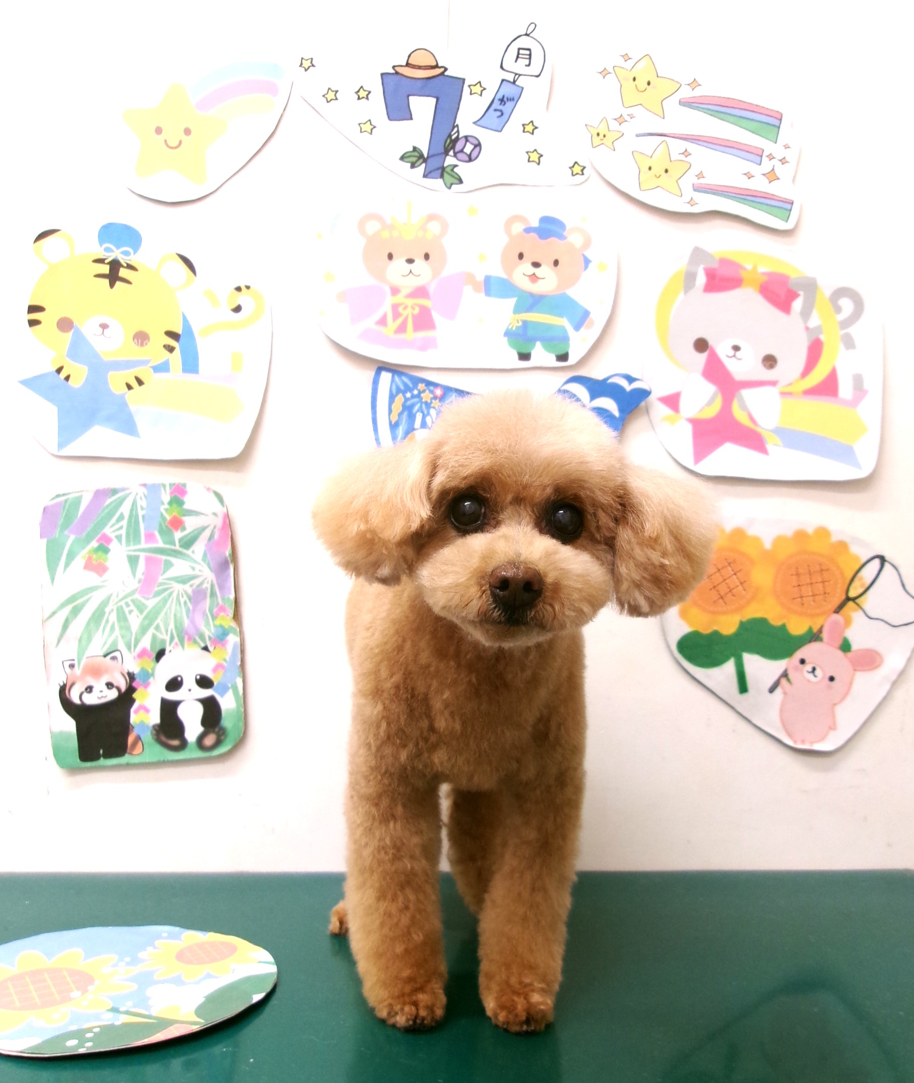 トイプードルのトリミングカット シュシュどうぶつ病院の1枚目