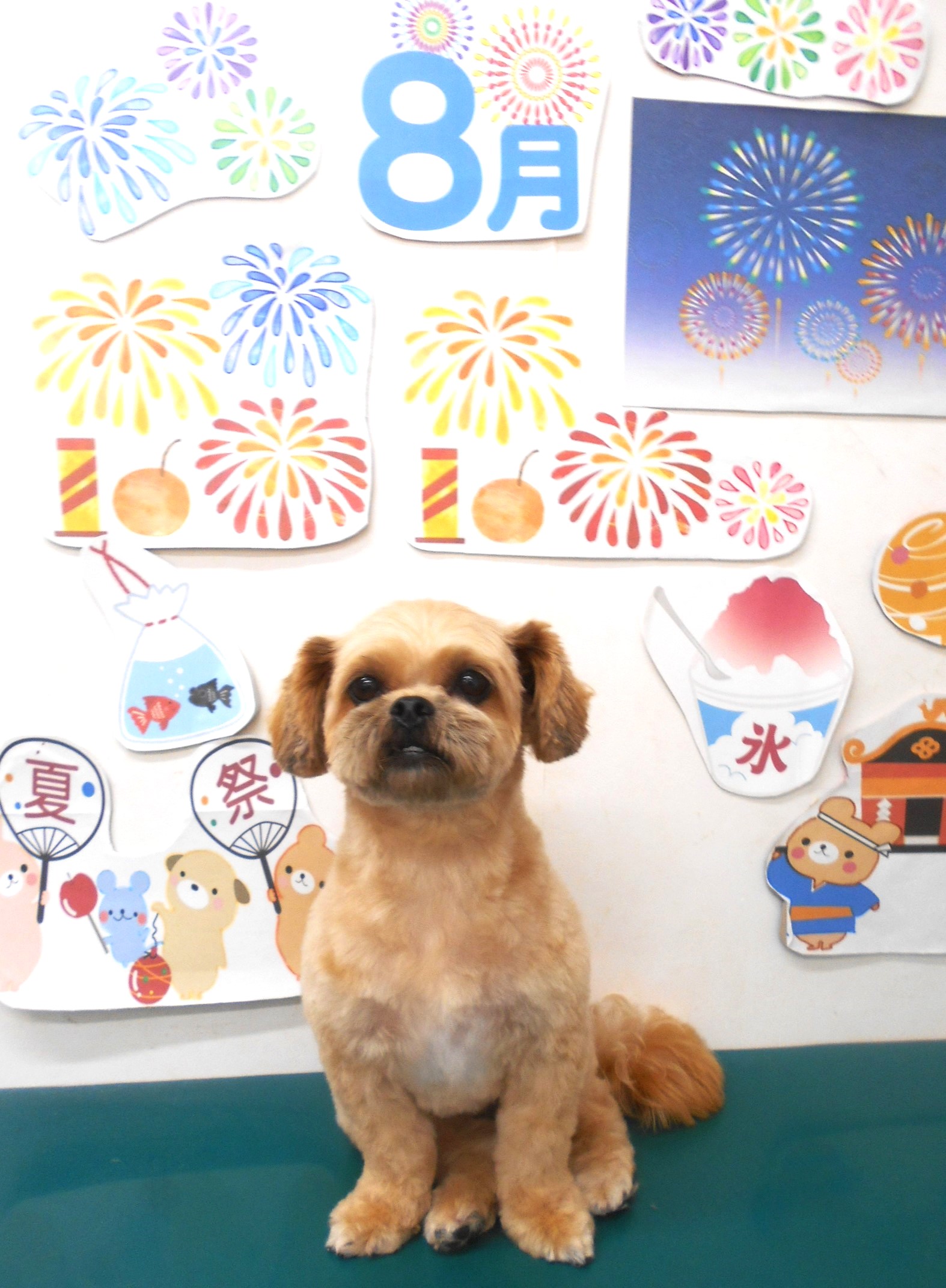 ミックス犬(その他)のトリミングカット シュシュどうぶつ病院の1枚目