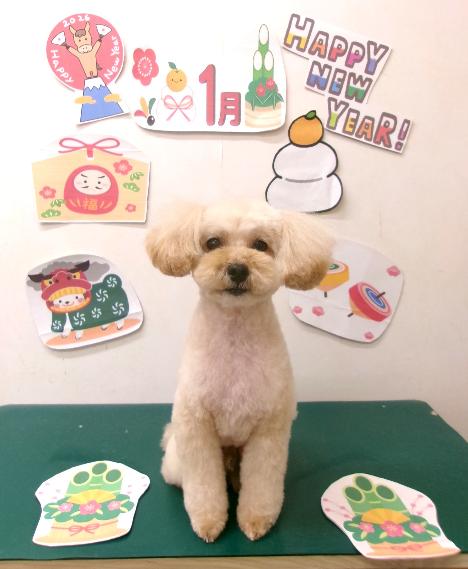 トイプードルのトリミングカット シュシュどうぶつ病院の1枚目