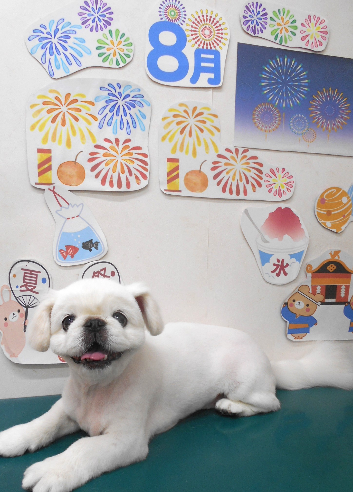 ペキニーズのトリミングカット シュシュどうぶつ病院の1枚目