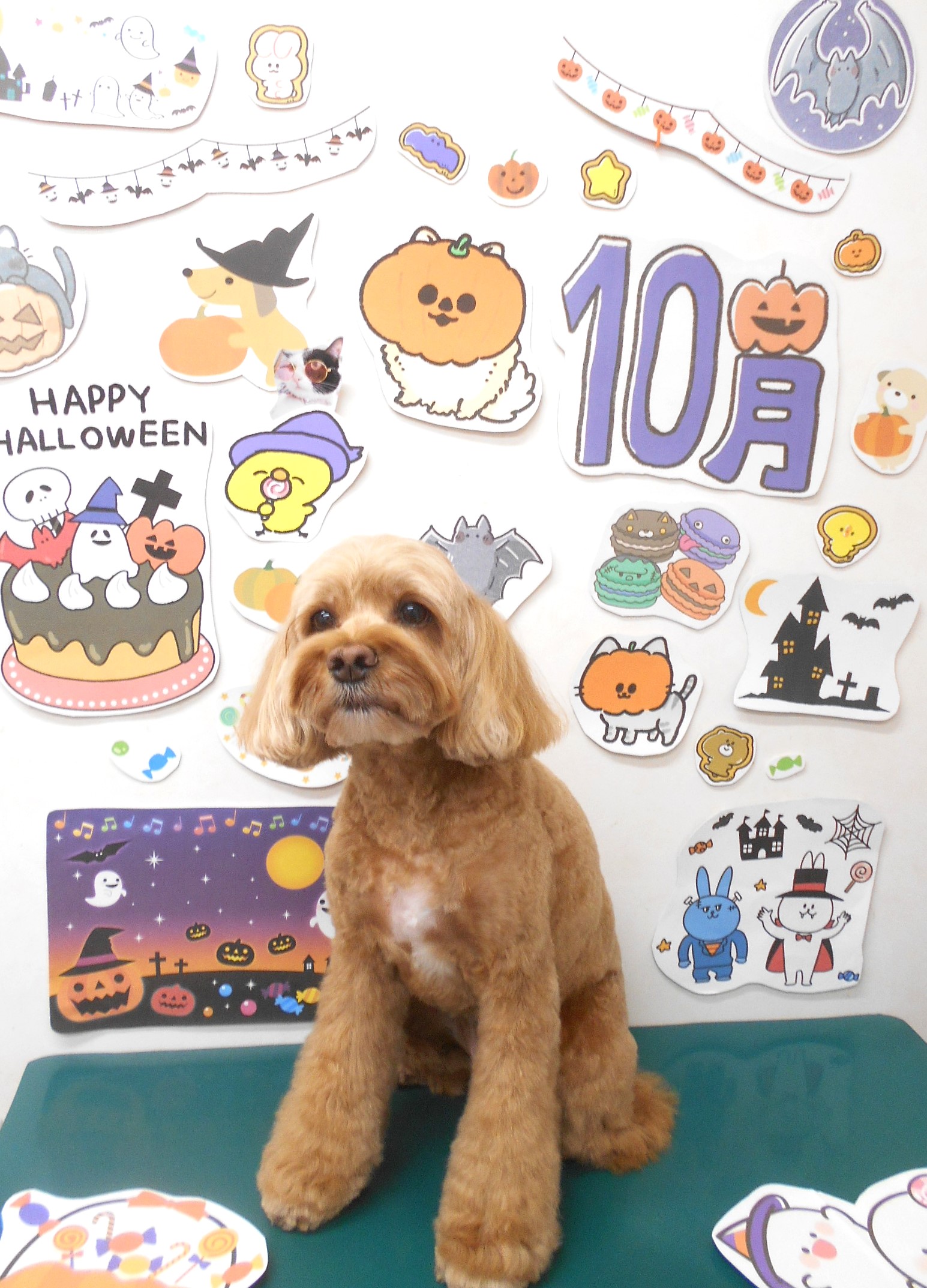 ミックス犬(その他)のトリミングカット シュシュどうぶつ病院の1枚目