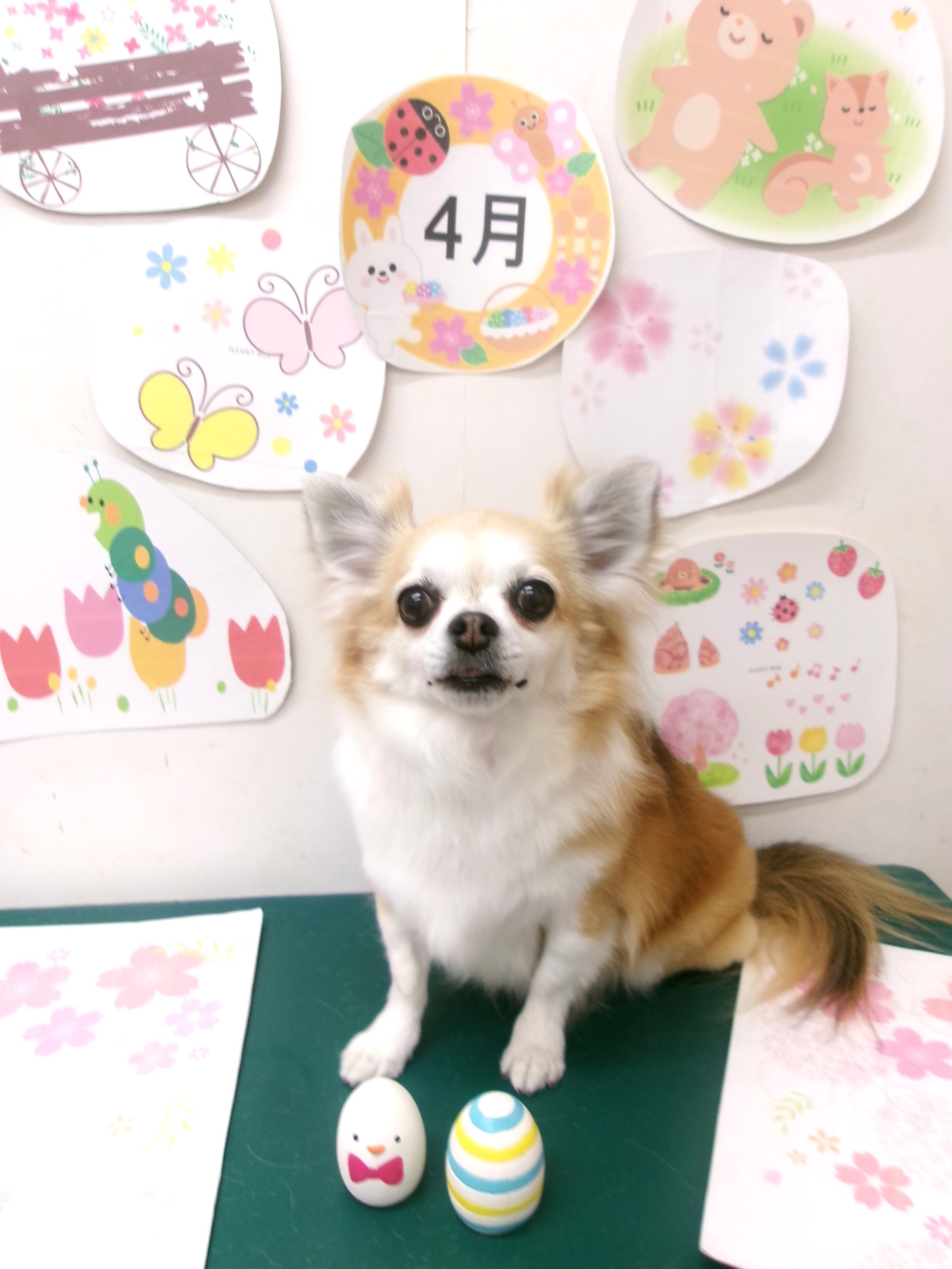 トリミングサロン シュシュどうぶつ病院のトリミングカット-9965の1枚目