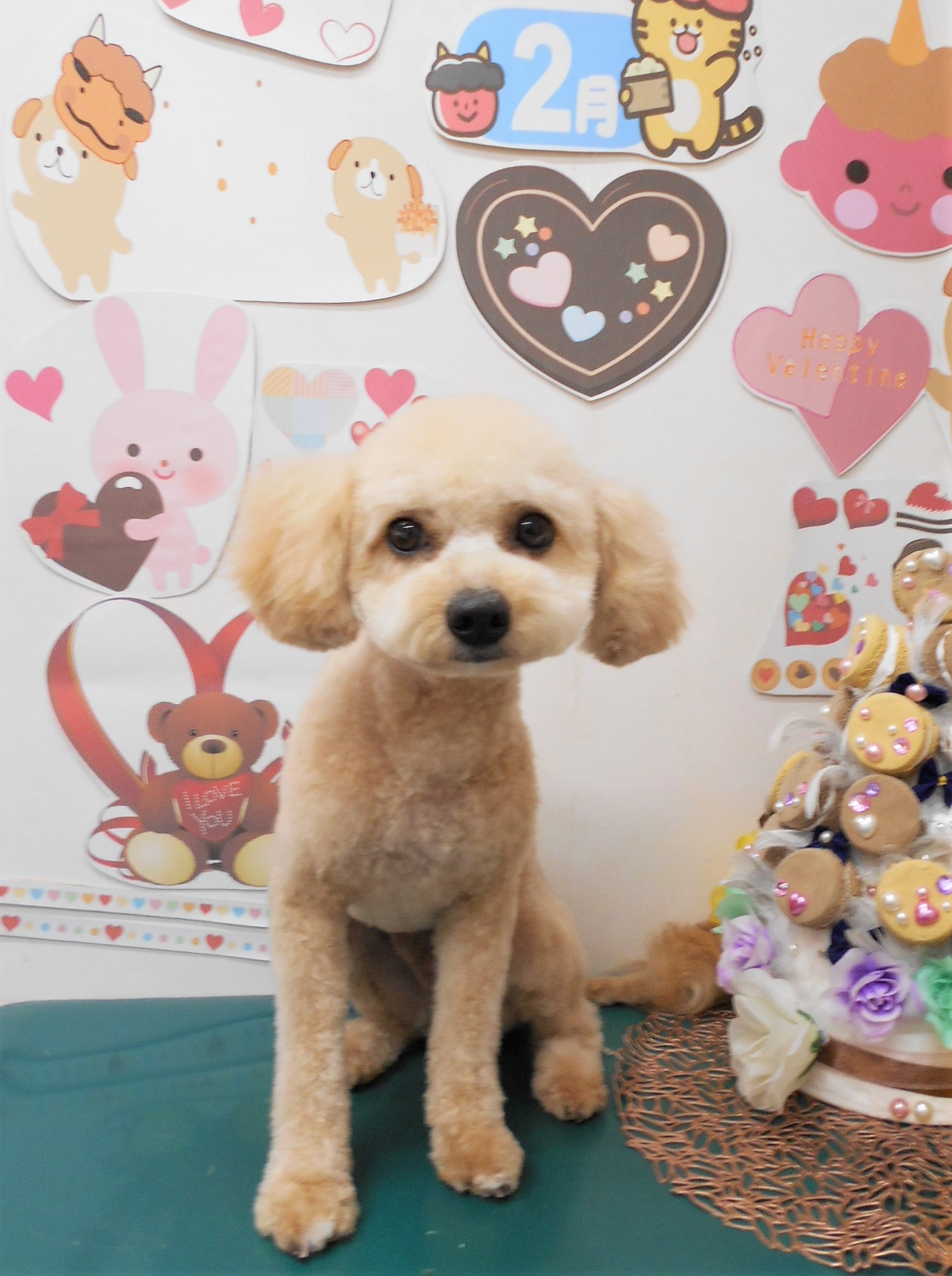 ミックス犬(その他)のトリミングカット シュシュどうぶつ病院の1枚目